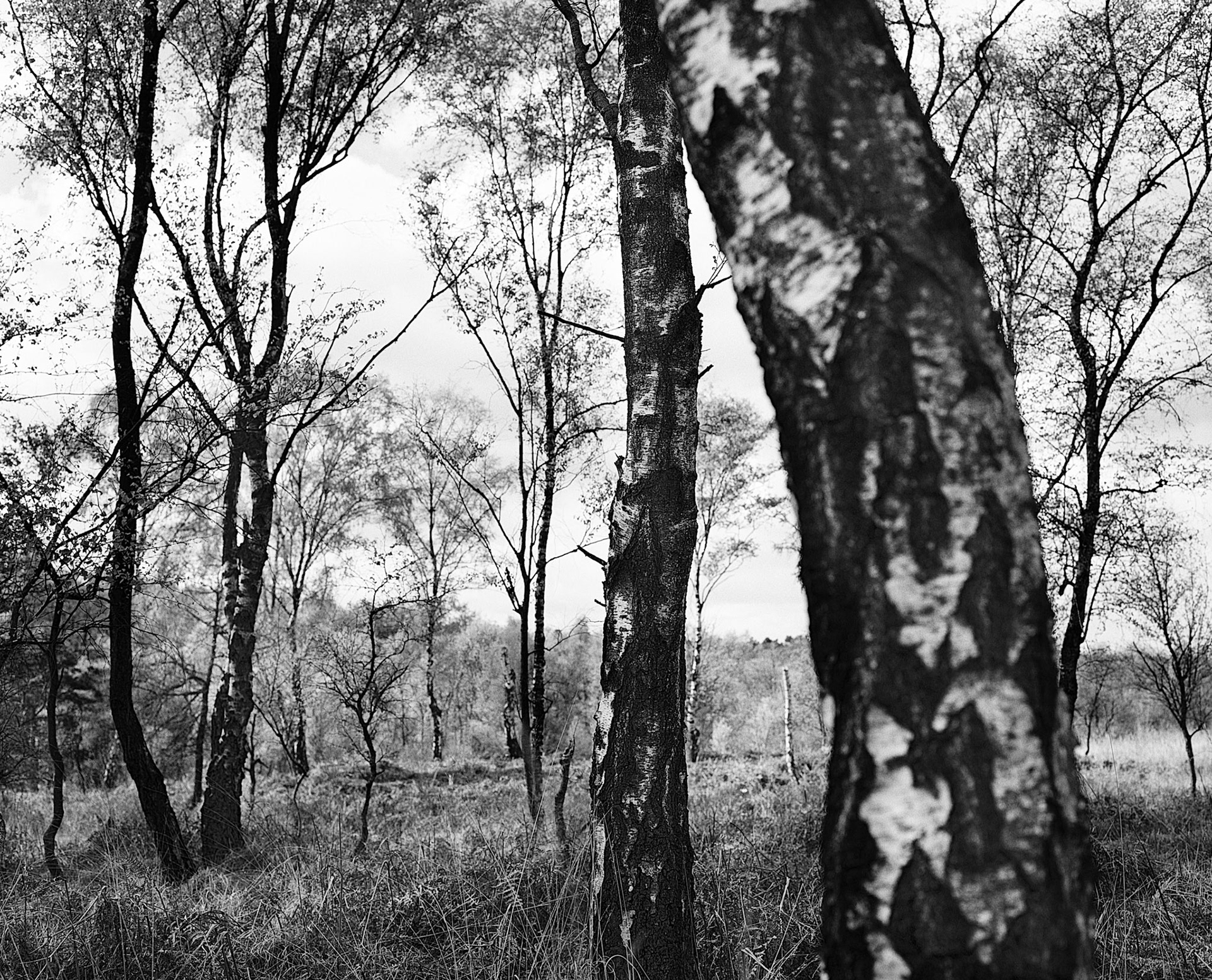 Birches near Boslaan, Vlodrop-Station (National Park 'De Meinweg'), Netherlands, 2017