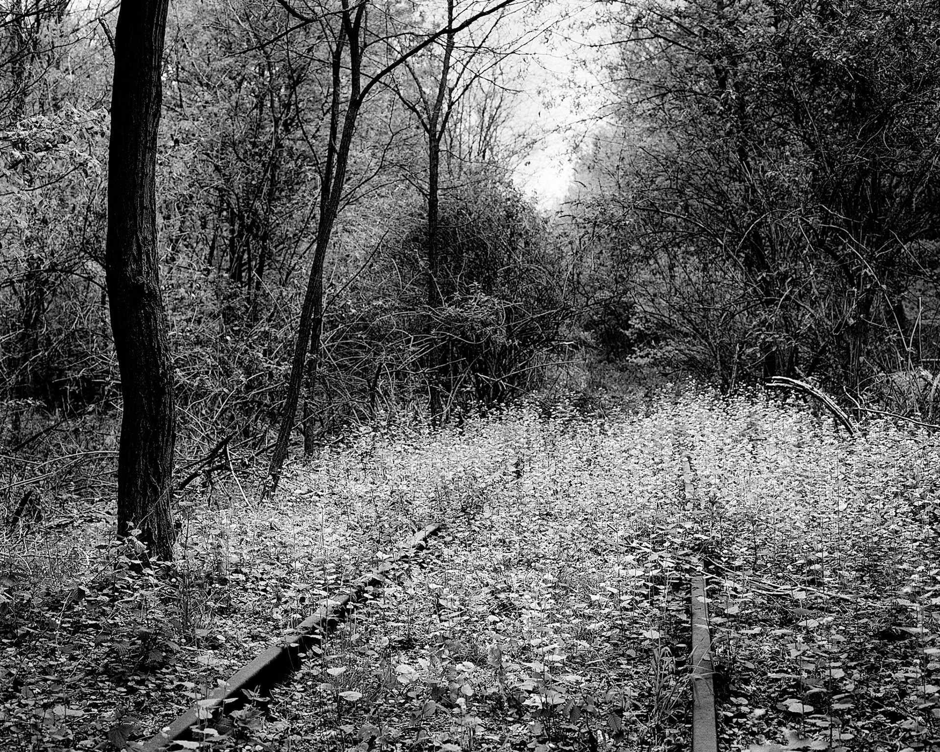 Railway line towards Dalheim, Boslaan / Meinweg, Vlodrop-Station, Netherlands, 2017
