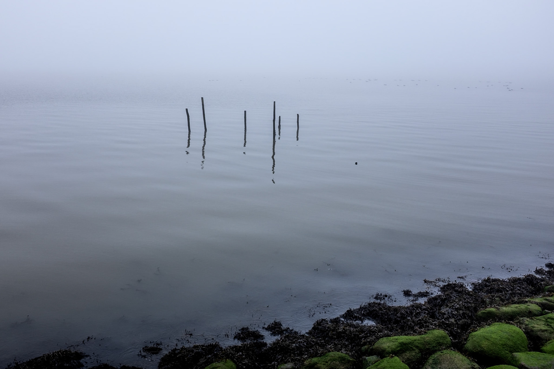 Poles in the Wadden Sea, Zurich, 18 January 2025