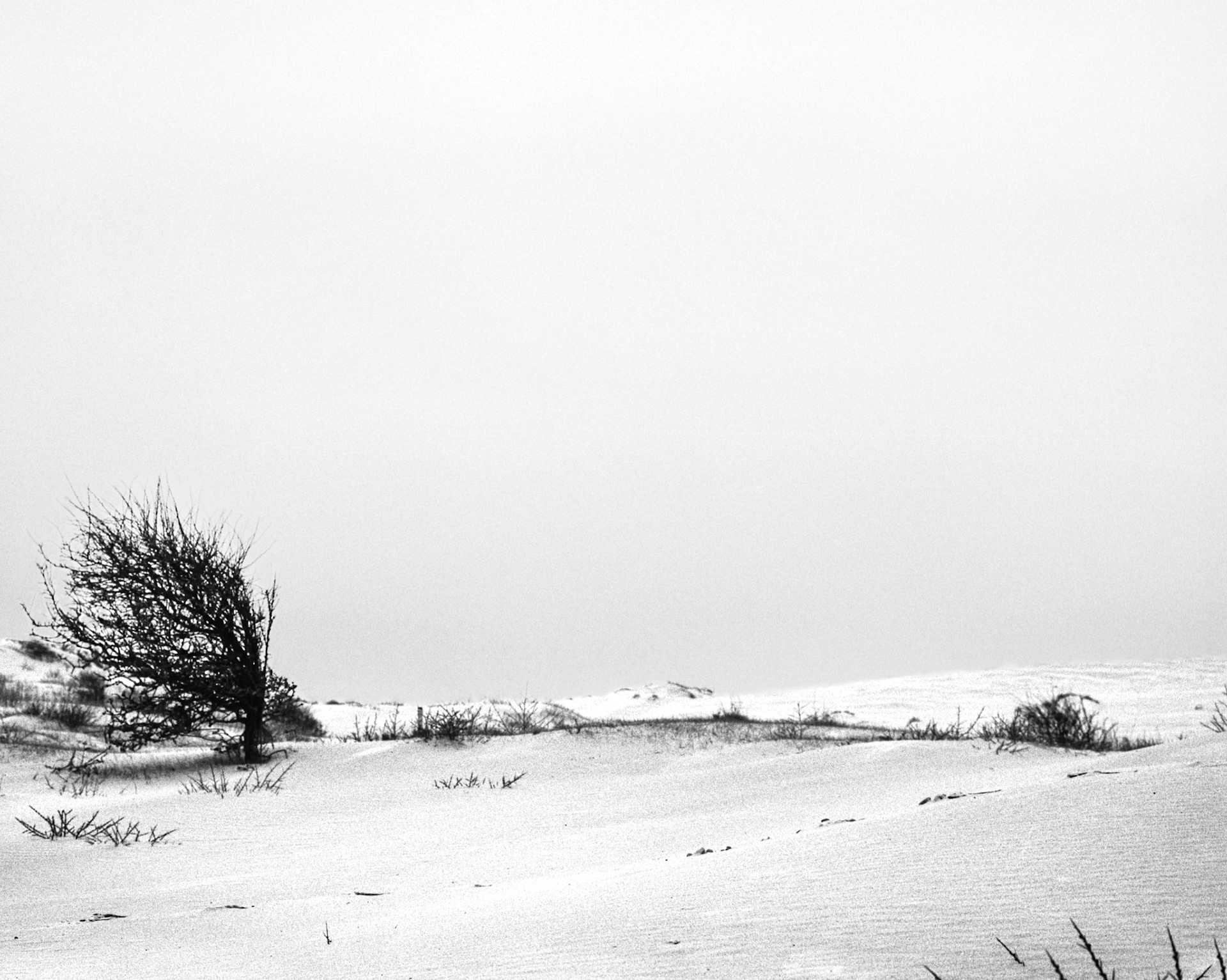 Kennemer Dunes near Cremer Lake &amp; Hubertus Valley, National Park South-Kennemerland, IJmuiden aan Zee, Netherlands, 2023