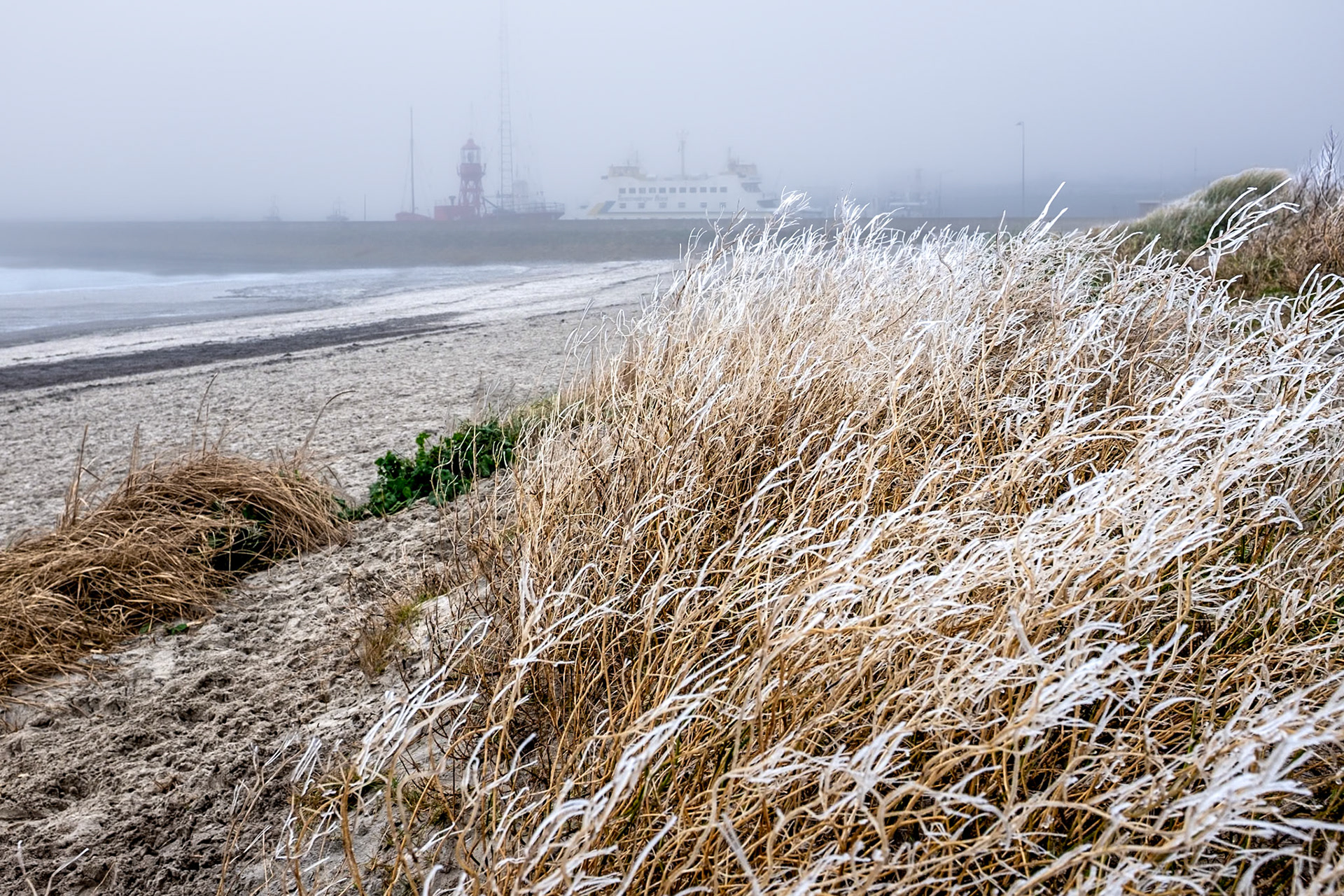 Frost on the vegetation, Harlingen, 18 January 2025