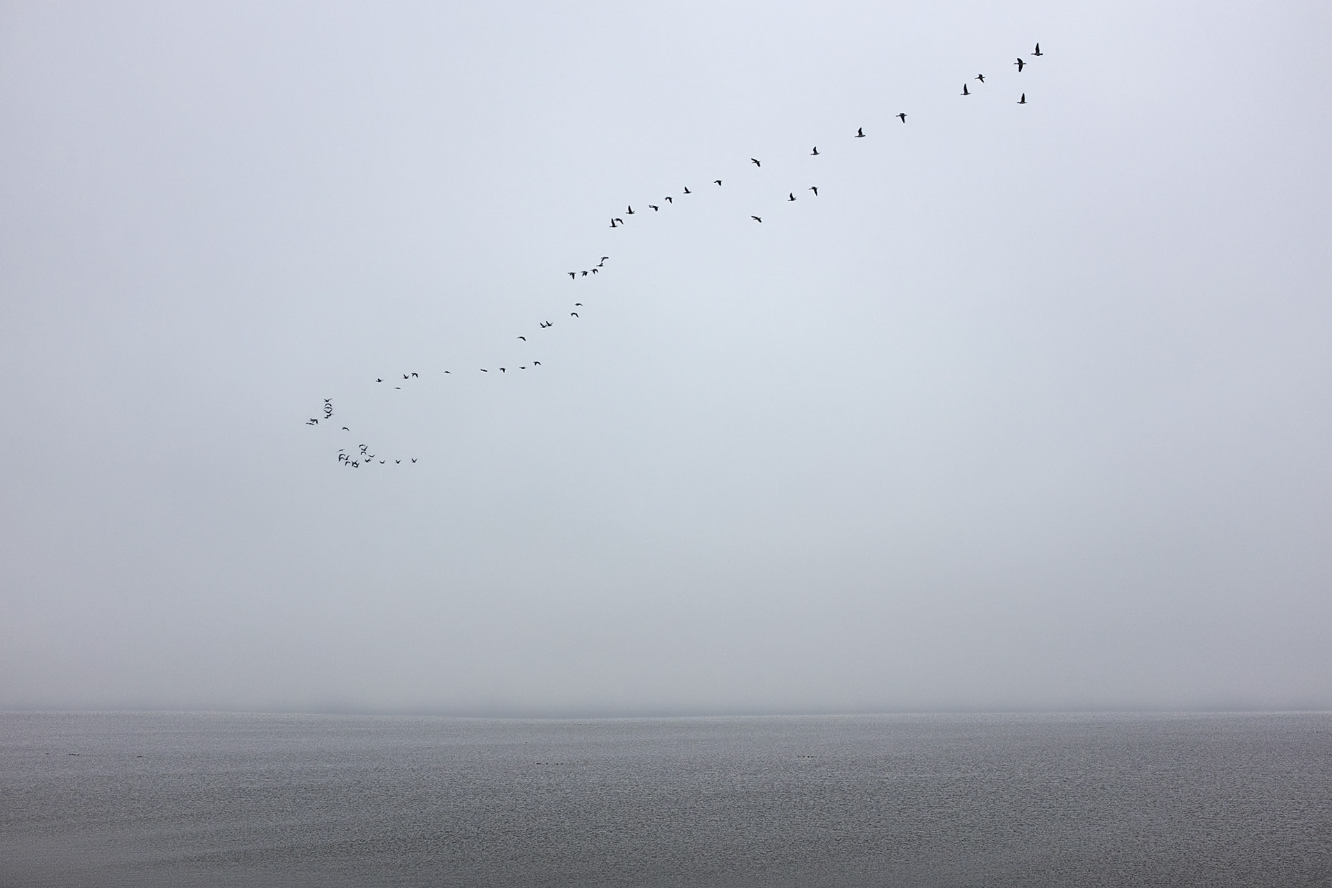 Flock of birds above the Wadden Sea, 19 January 2025