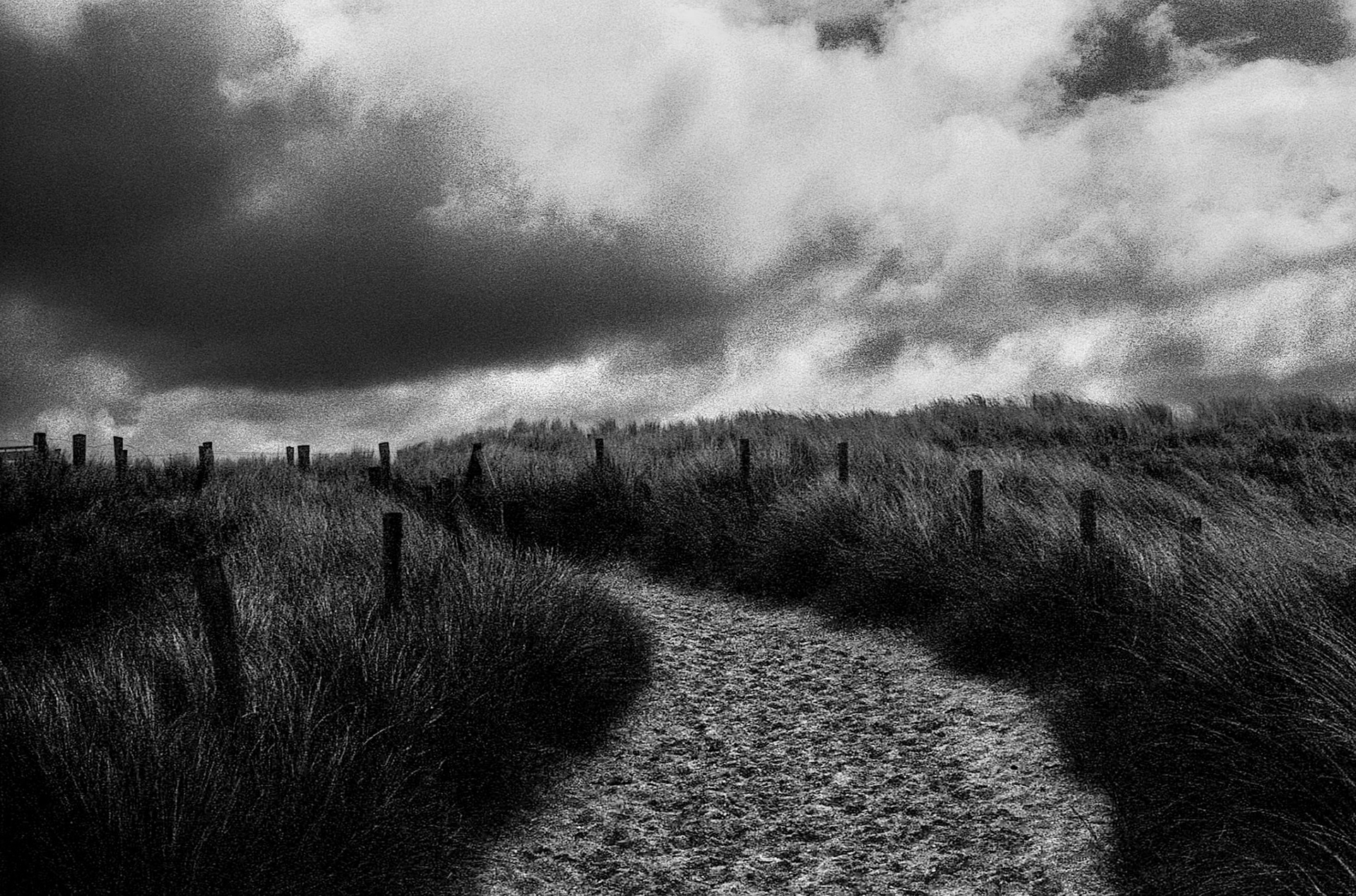Dunes, North Sea coast, Petten aan Zee, Netherlands, North Sea coastal path stage #3, May 2022