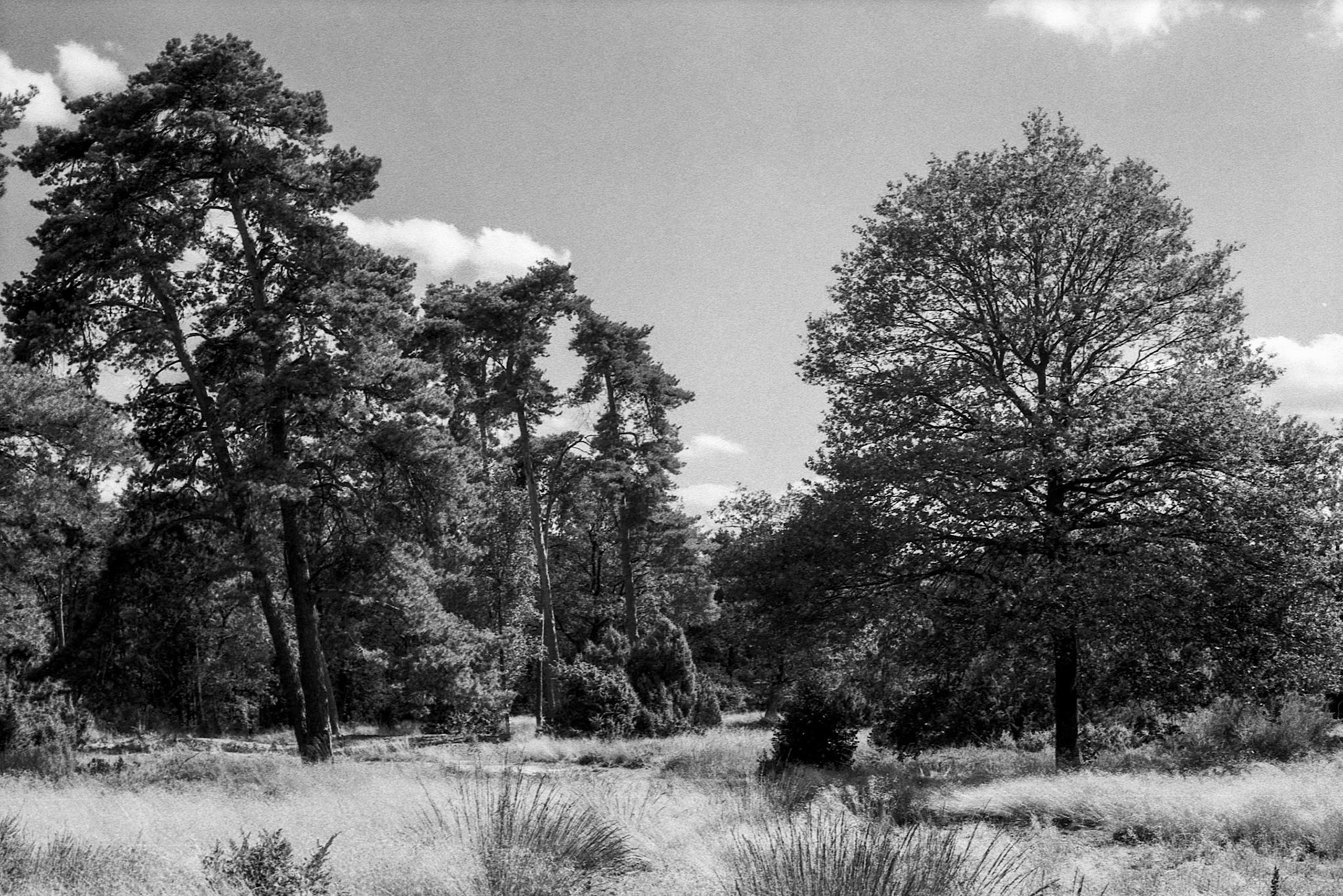 Buurserzand, Haaksbergen, Netherlands, August 2024