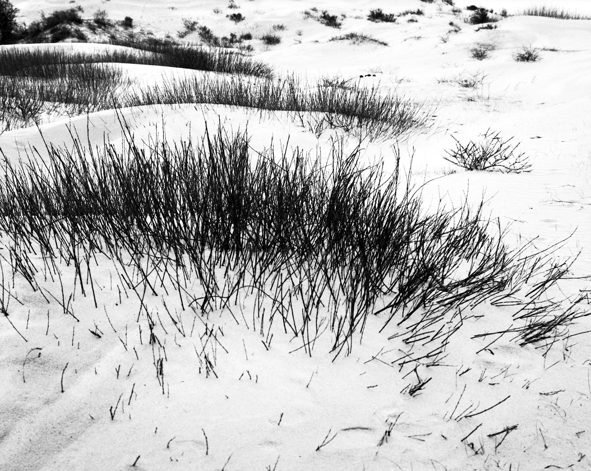 Kennemer Dunes near Cremer Lake &amp; Hubertus Valley, National Park South-Kennemerland, IJmuiden aan Zee, Netherlands, 2023