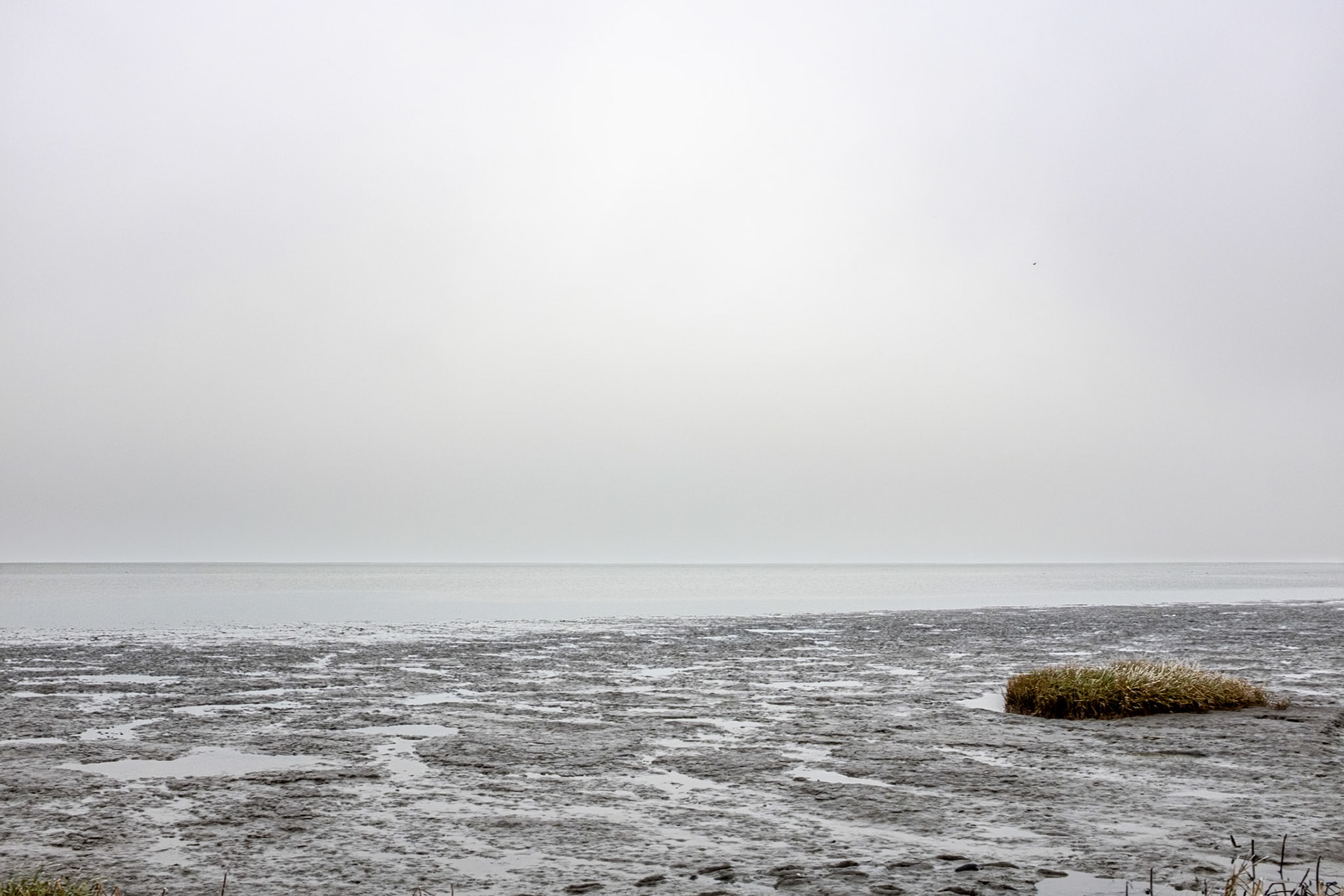Wadden Sea, salt marshes, mud flats & grass, Tzummarum, 19 January 2025