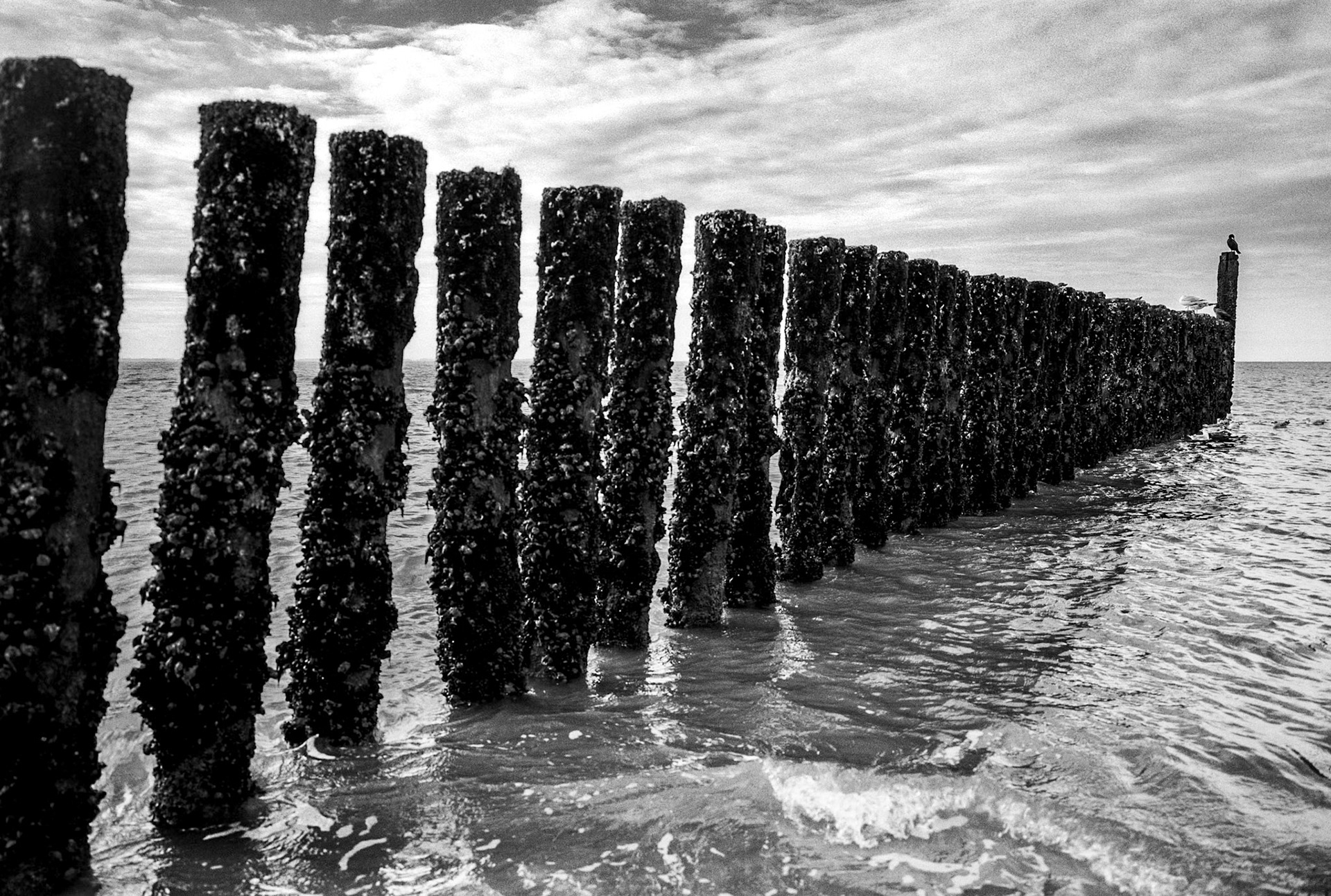 North Sea pileheads and cormorants, Zoutelande, Netherlands, North Sea coastal path stage #19, 6 October 2024