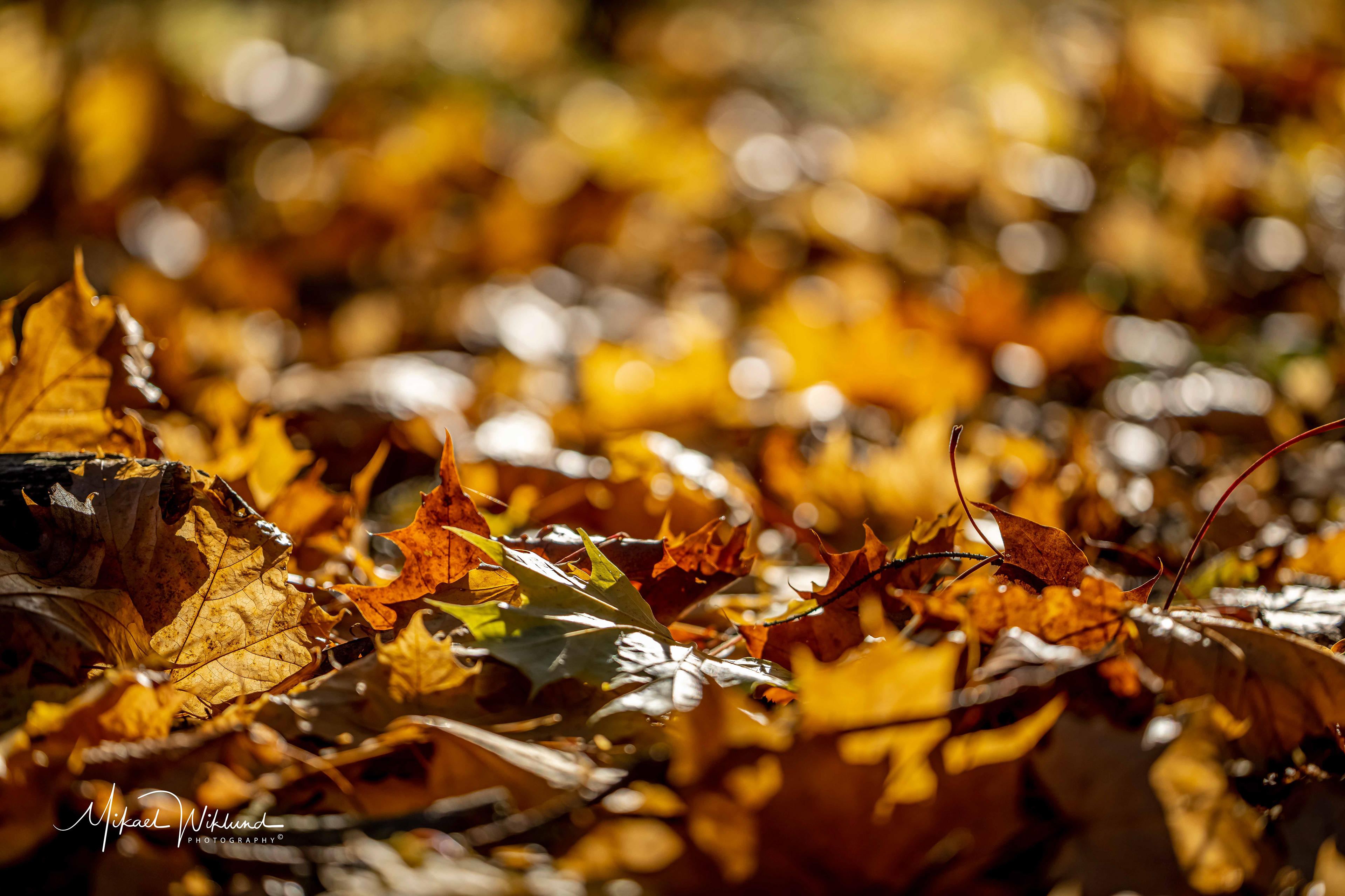 Canon Eos R5, Canon RF 100 Macro, 1/1000, f2,8, iso 100