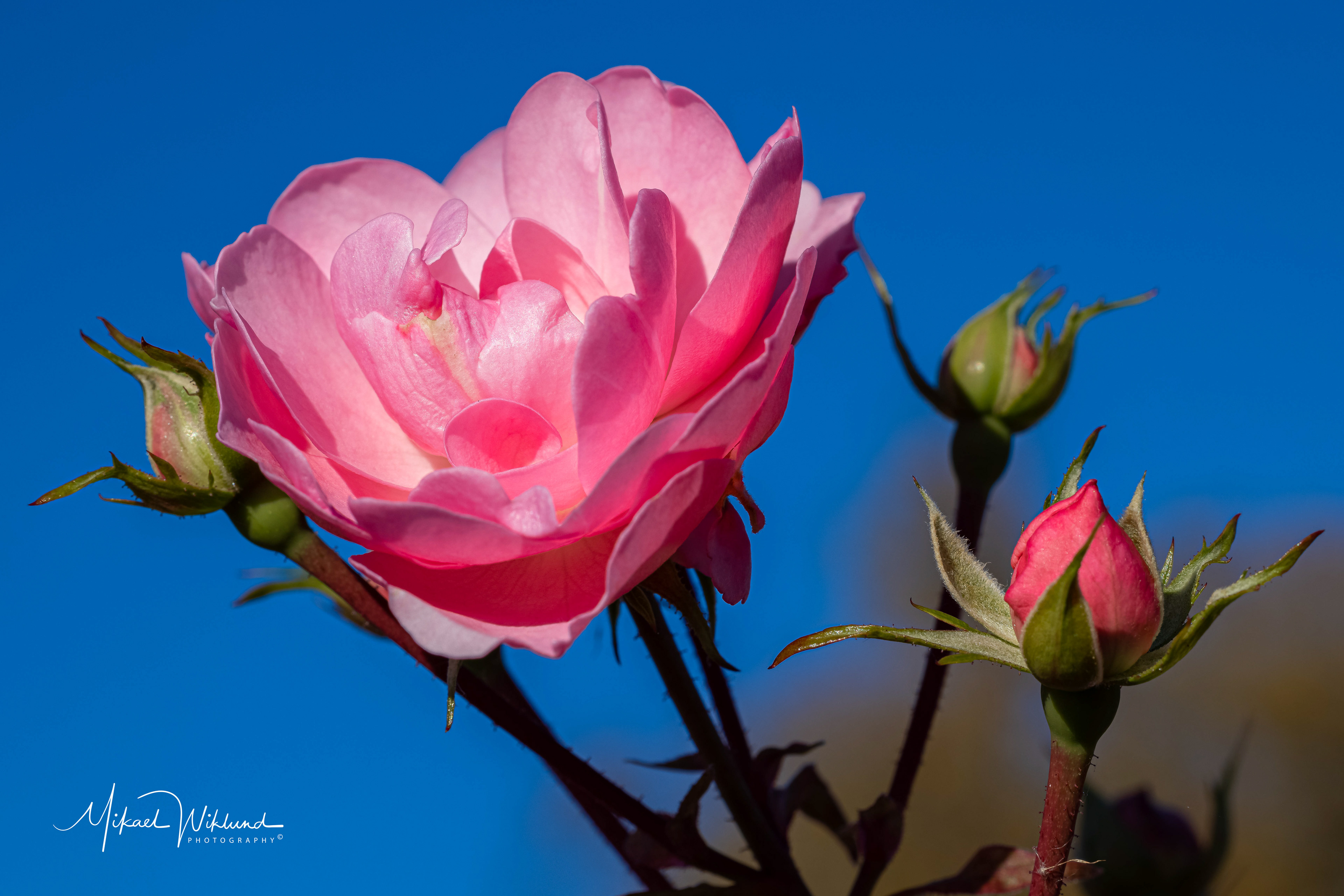 Canon Eos R5, Canon RF 100 Macro, 1/160, f11, iso 100