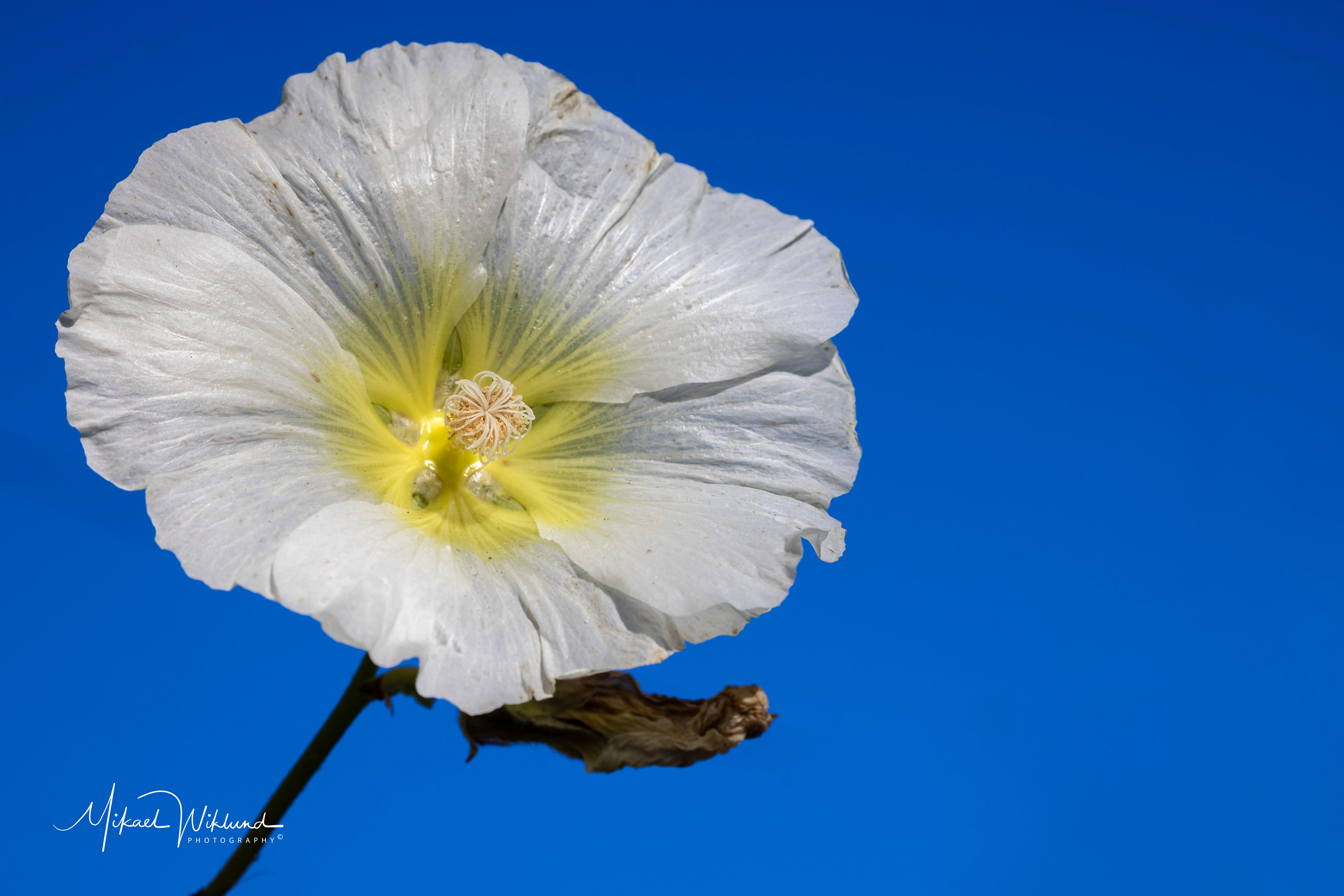 Canon Eos R5, Canon RF 100 Macro, 1/200, f11, iso 100