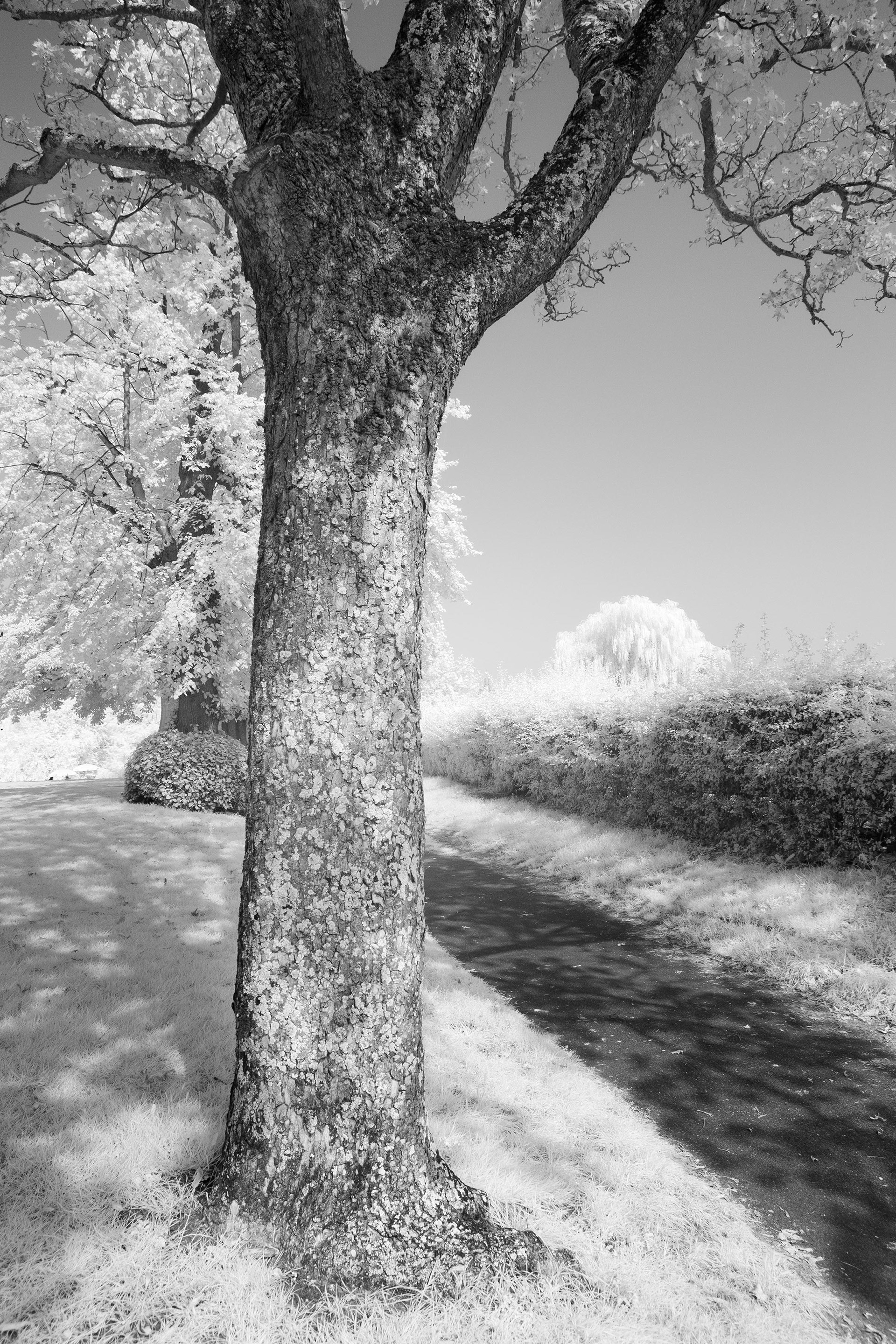 The Mere, Diss.
