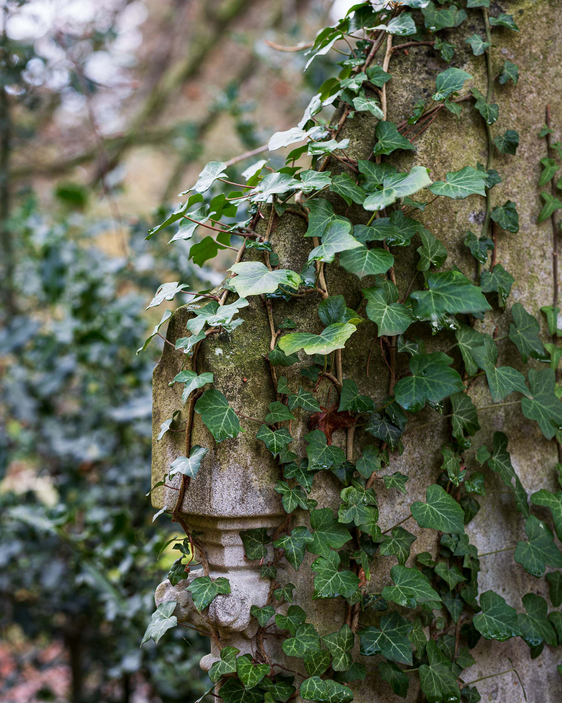 Earlham Cemetery, Norwich.