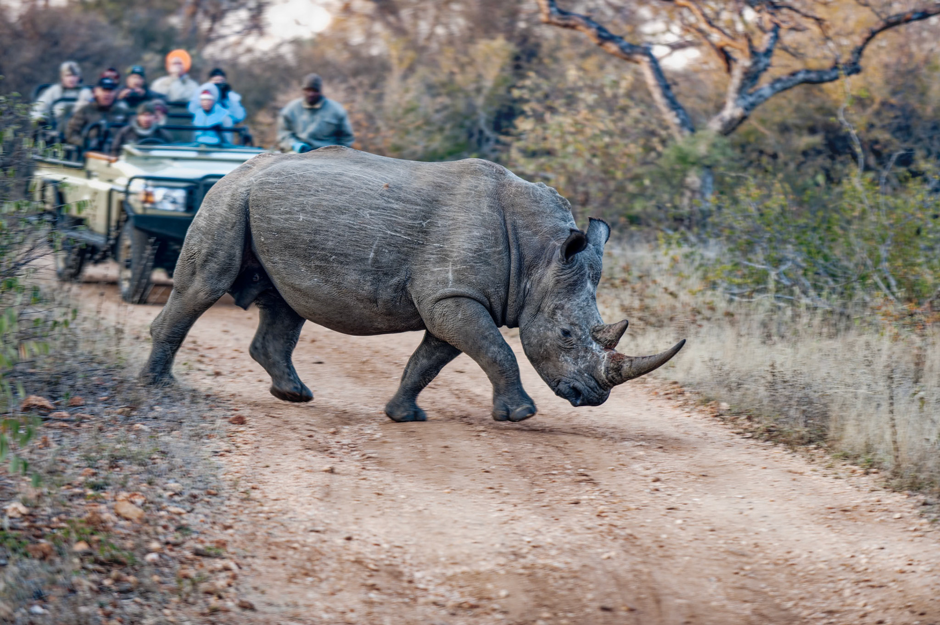 Il traverse la route une première fois