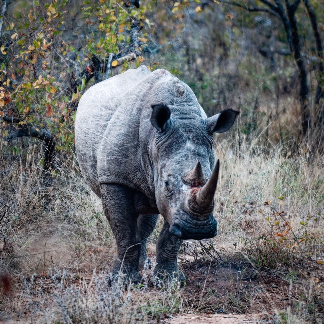 Ce rhino ne semble pas ravi de nous voir