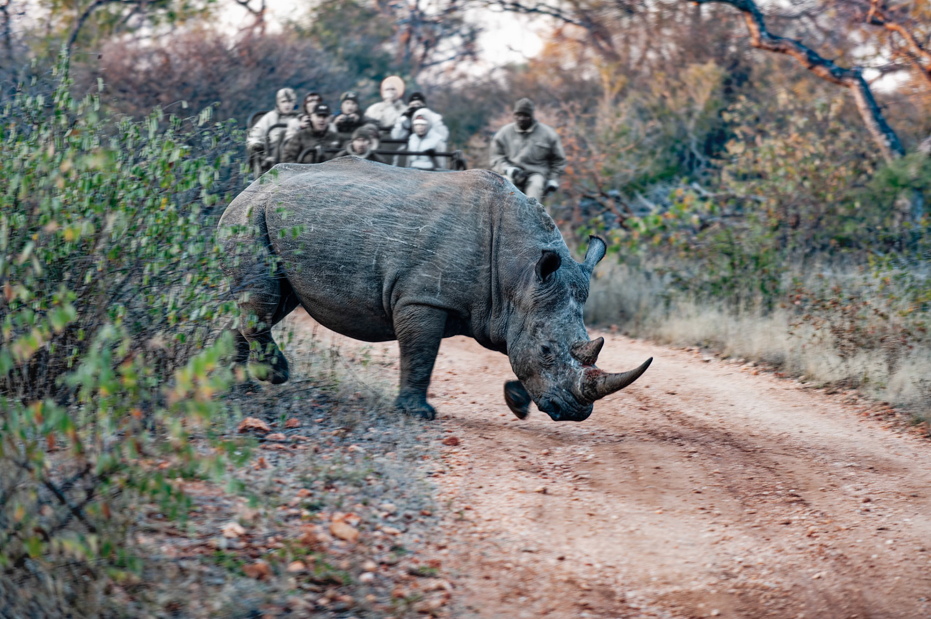 Il traverse la route une première fois