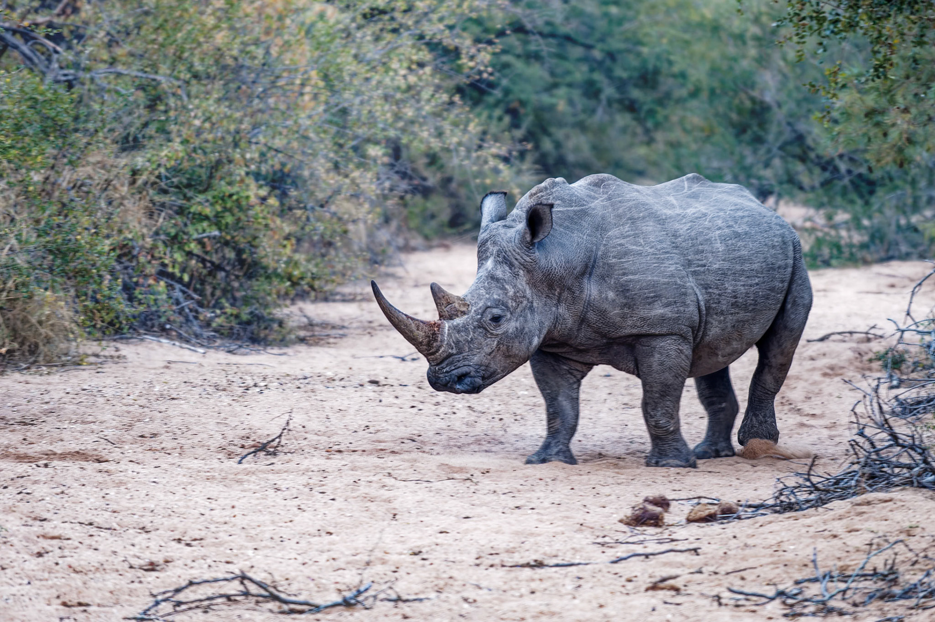 Ce rhino ne semble pas ravi de nous voir