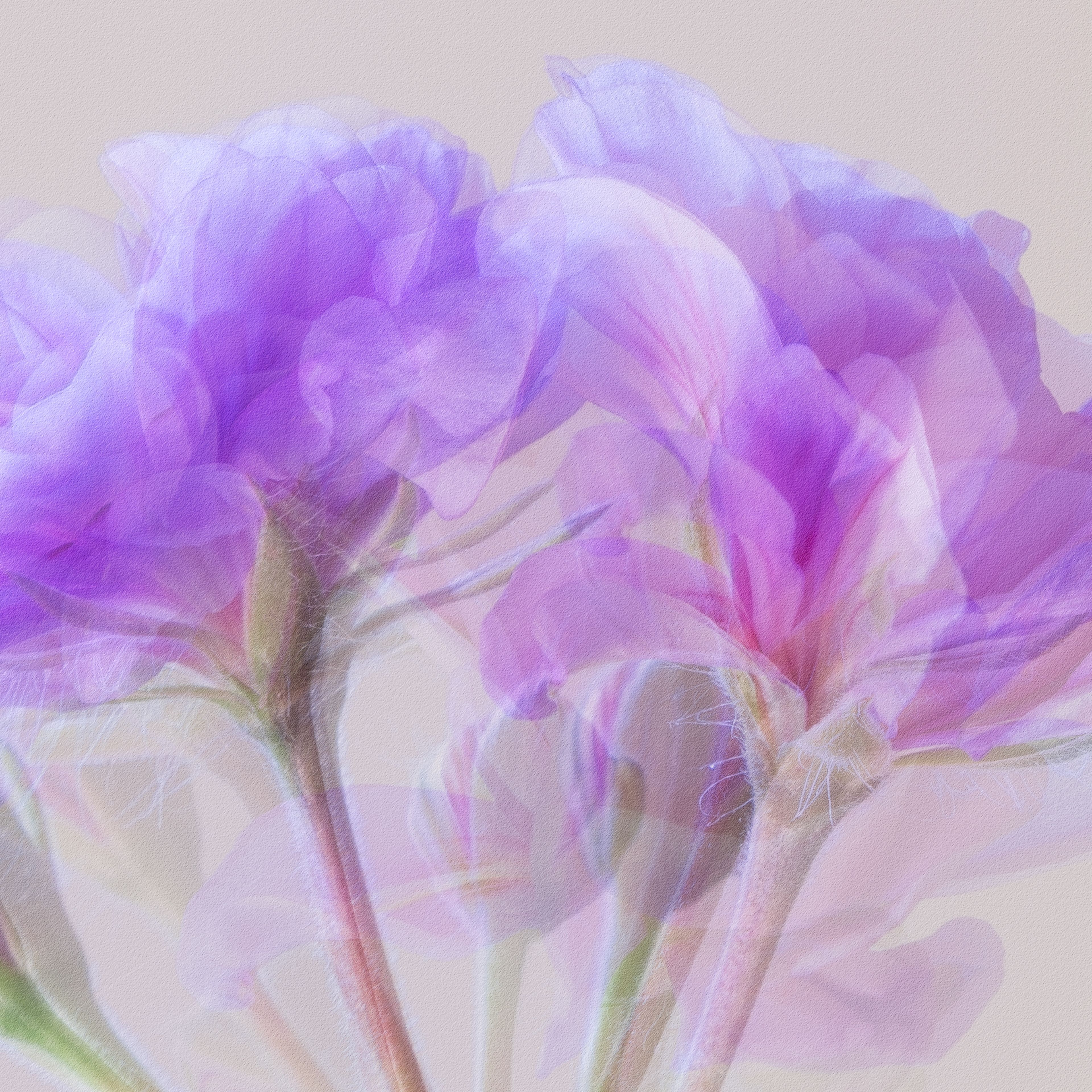 Geranium Dream by Ian Whiting LRPS