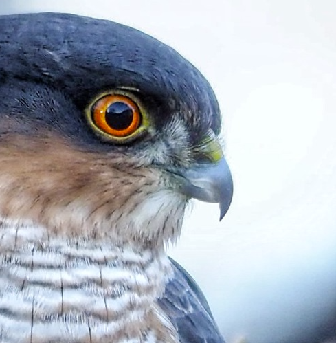 (01) Eye of a Killer by Ann Jarvis, Judge Dr. Ian Cooper