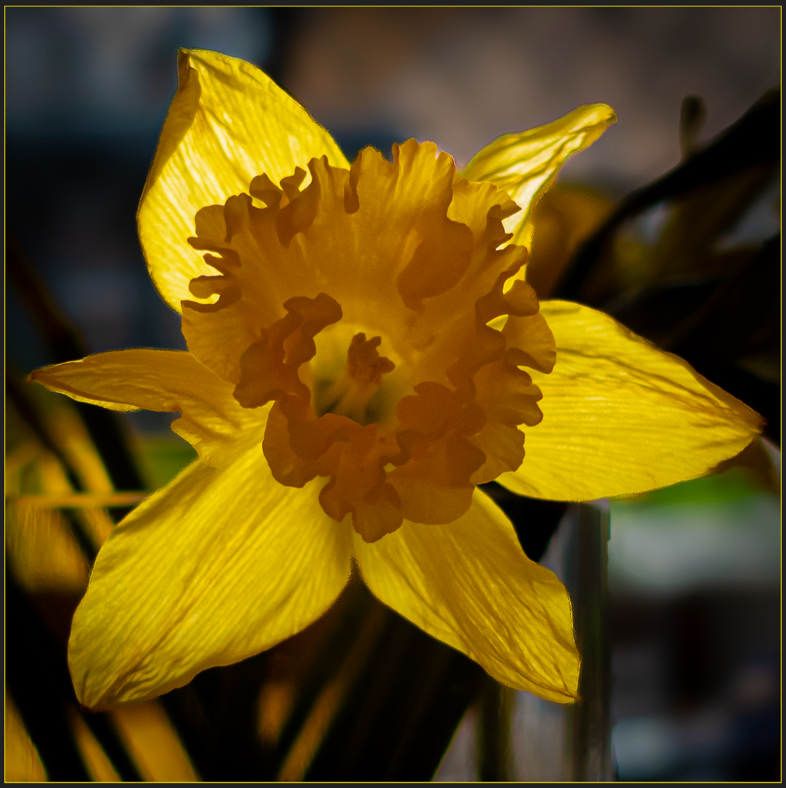 (05) First Daff by Jim Boud LRPS, Judge: Antonella Giudici