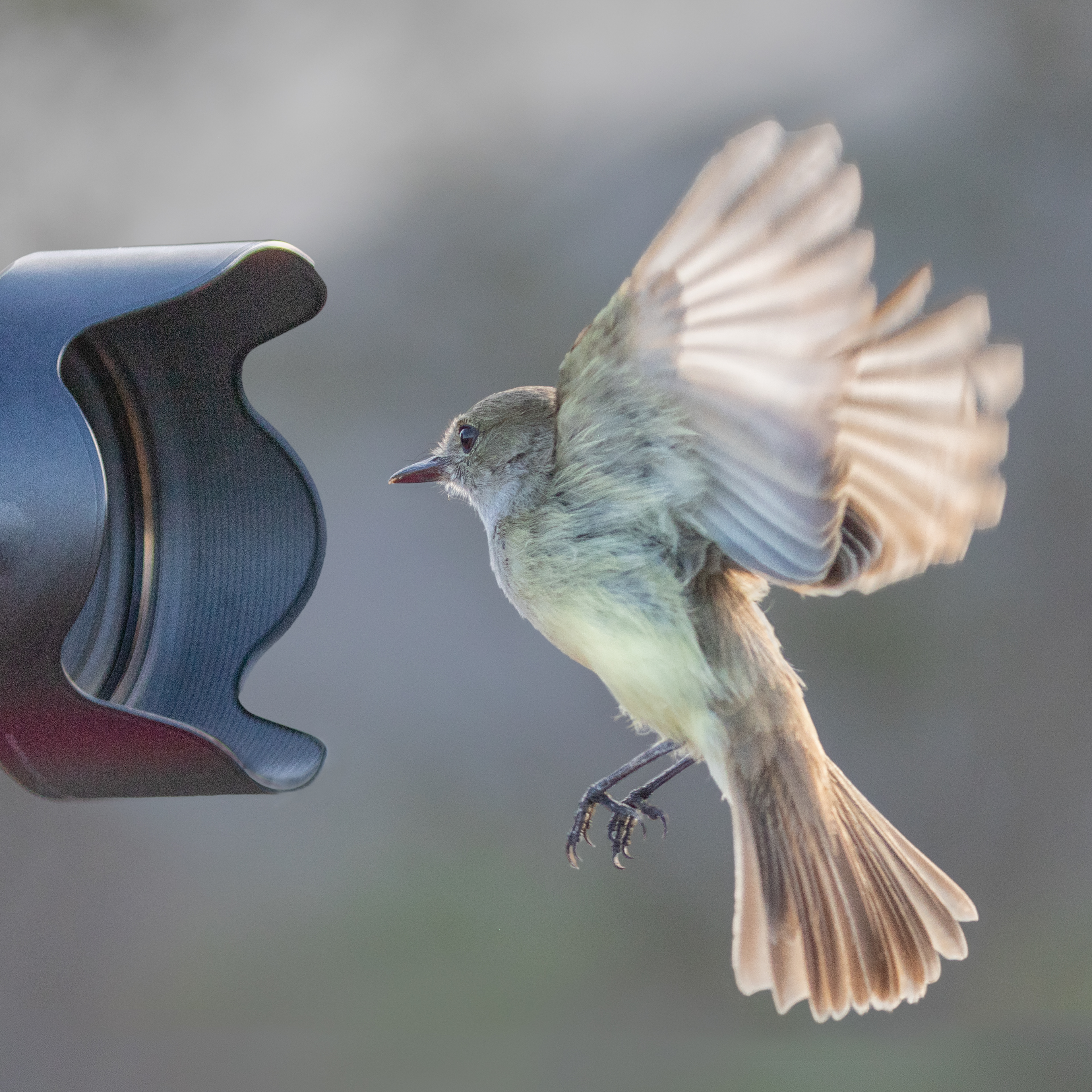 Flycatcher (too close to focus) by Sara Reay