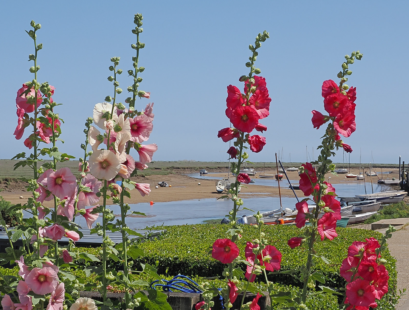 (27) Hollyhocks at Wells by Mike Quickenden, Judge Dr. Ian Cooper