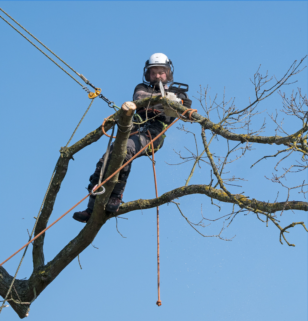(12) Timber! by Mike Quickenden, Judge: Paul Lewis