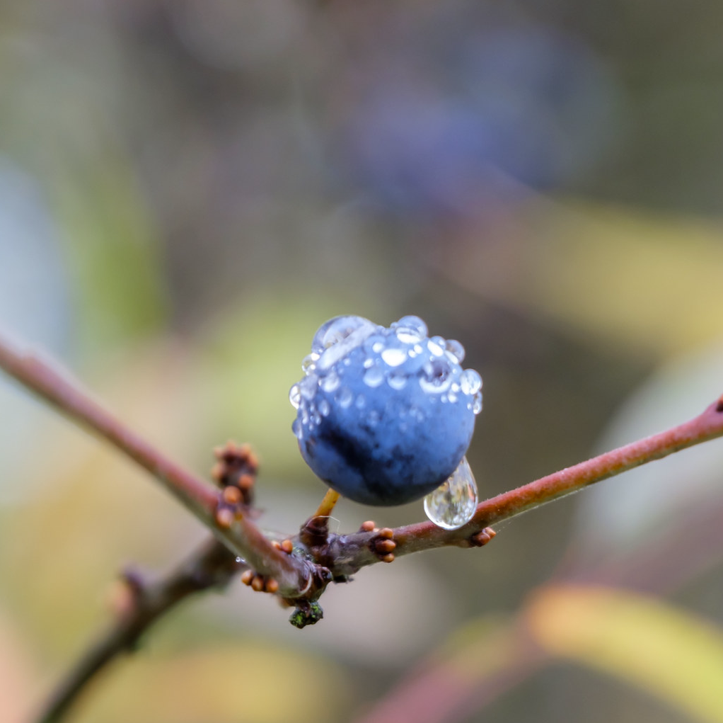 (44) Sloe Berry by Helen Hall, Judge: Niel Daniels