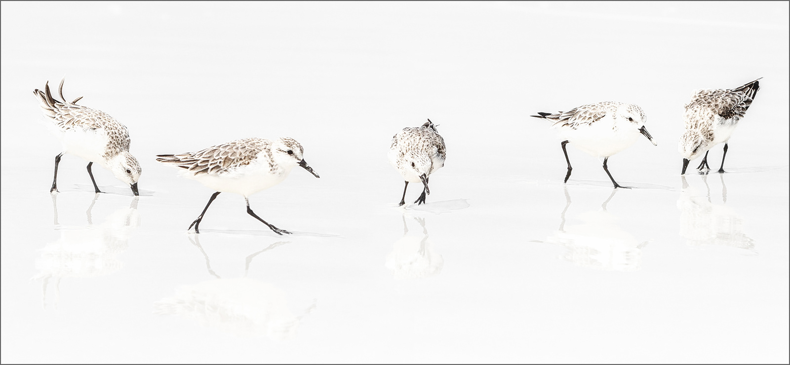 Sanderlings by Sara Reay