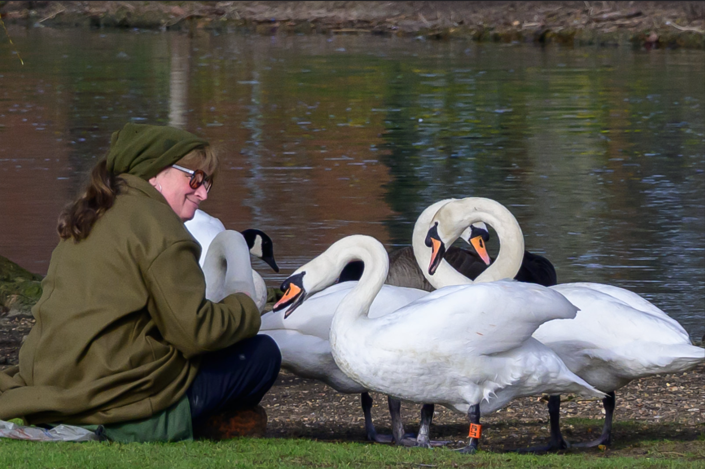 (09) Friendly Swans by Ian Cooper