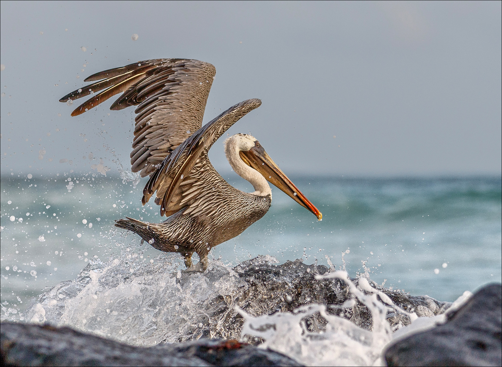 Pelican by Sara Reay