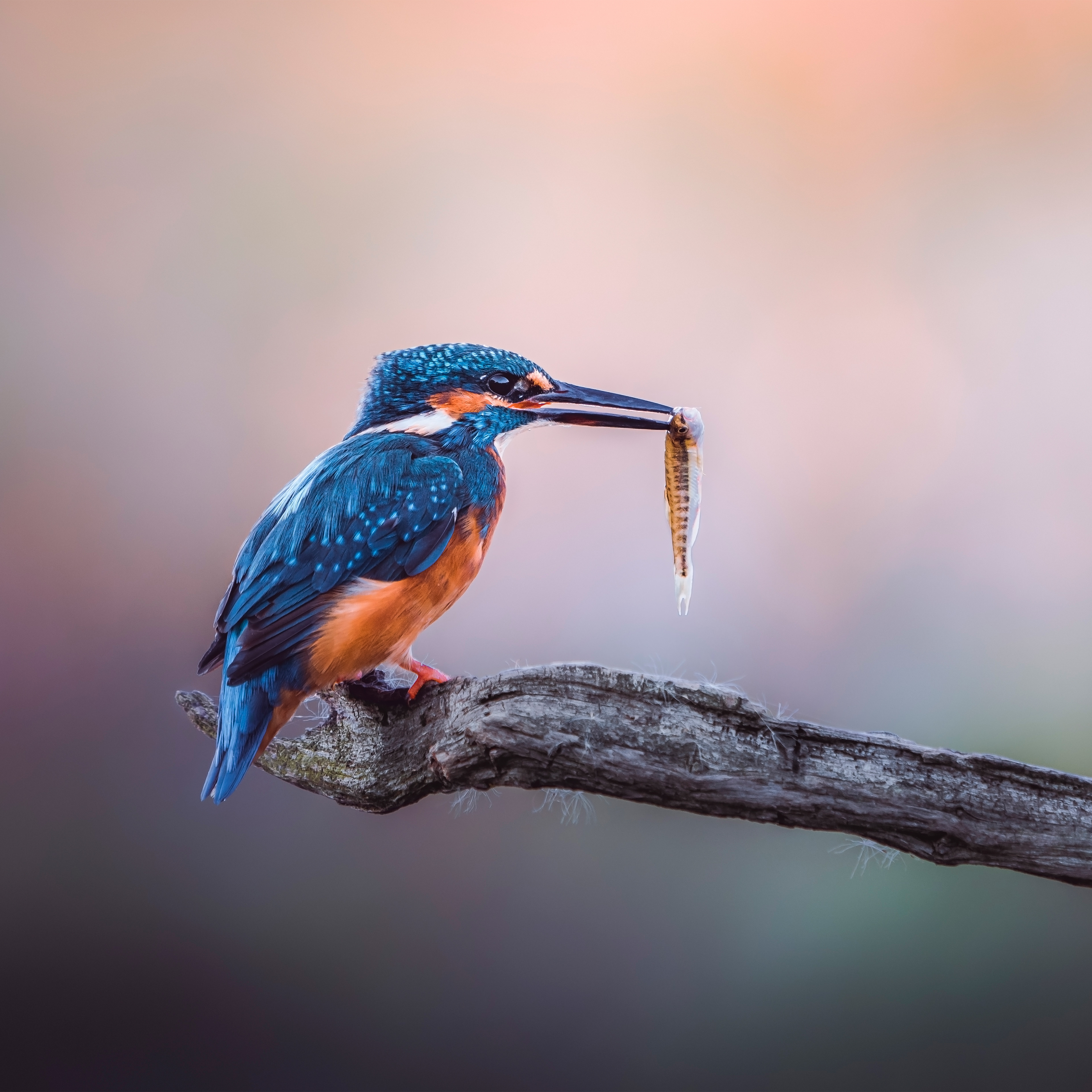 Kingfisher by Faye Dunmall
