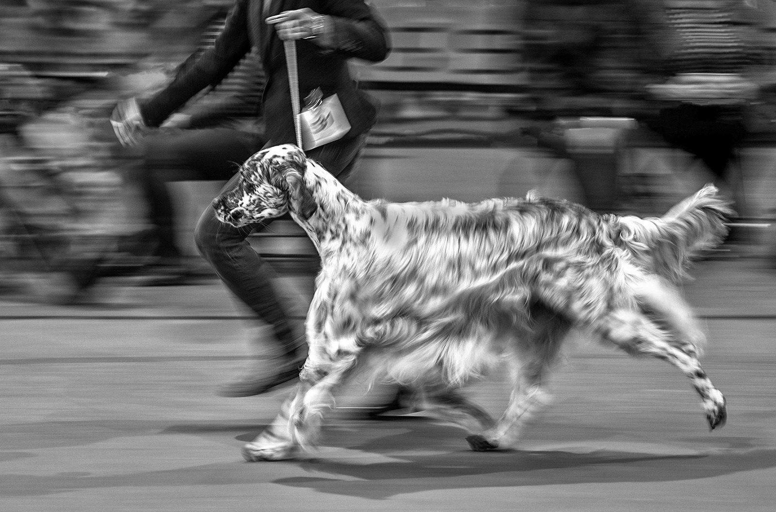02 The Dog Show by Bruce Deacon LRPS (17)