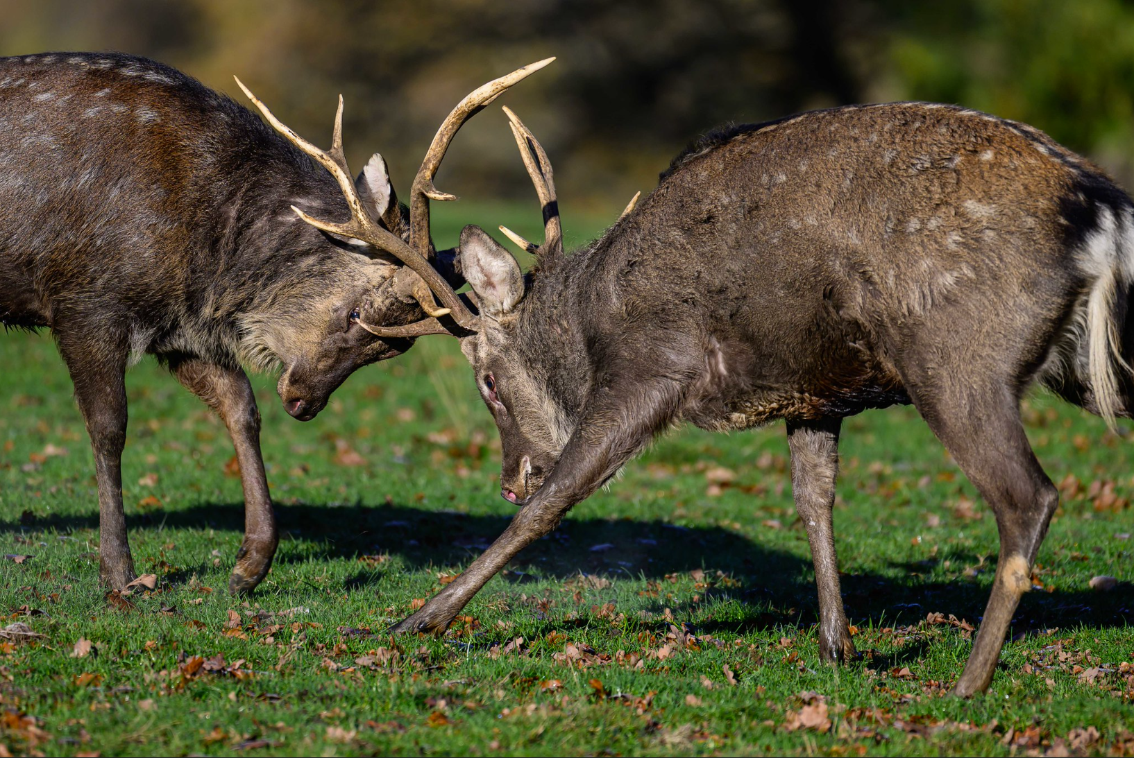 (47) Rutting Time by Ian Cooper, Judge: Vaughan Dean LRPS
