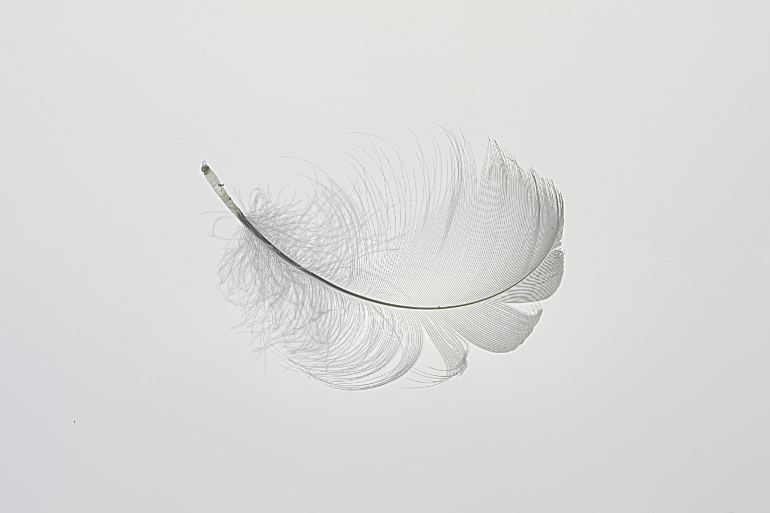 (51) Feather by Moira McAneny, Judge: Diane Earl 