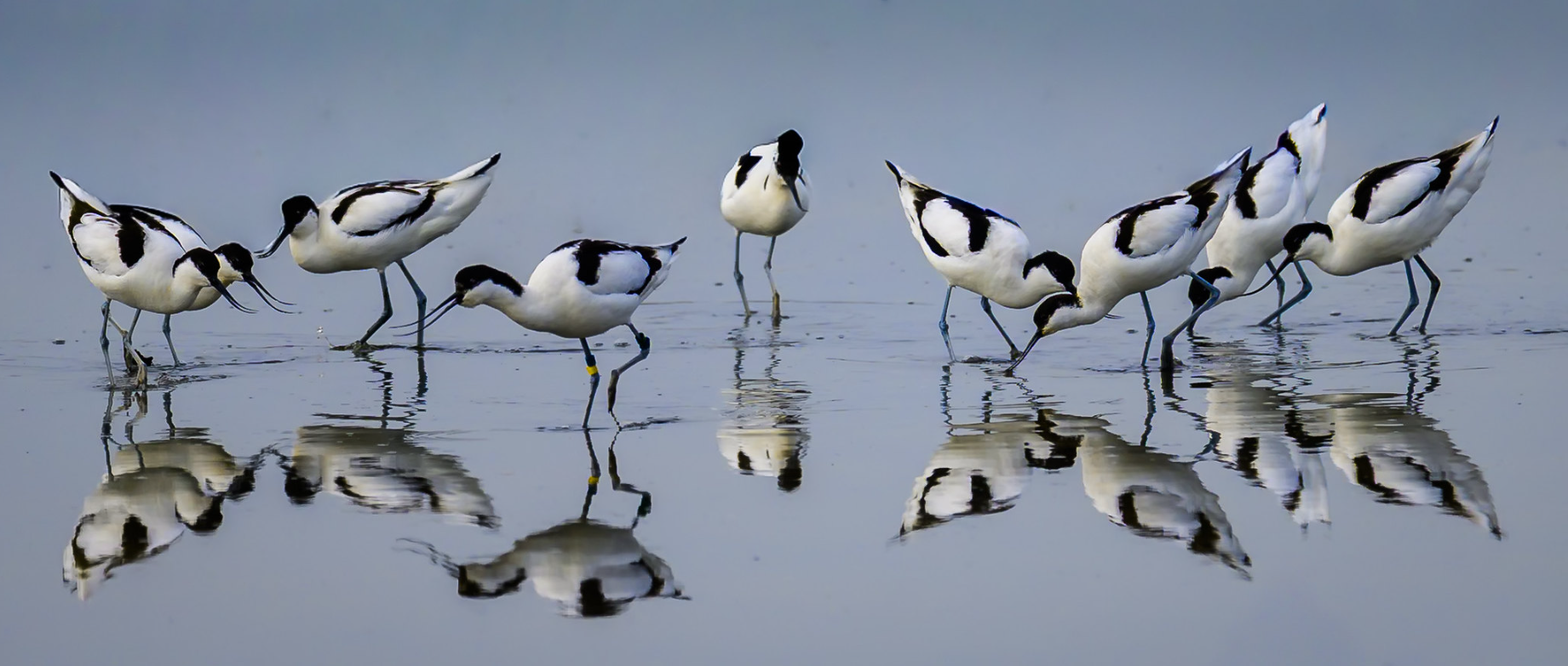 (13)  An Orchestra of Avocets by Ian Cooper, Judge: Alan Malloy