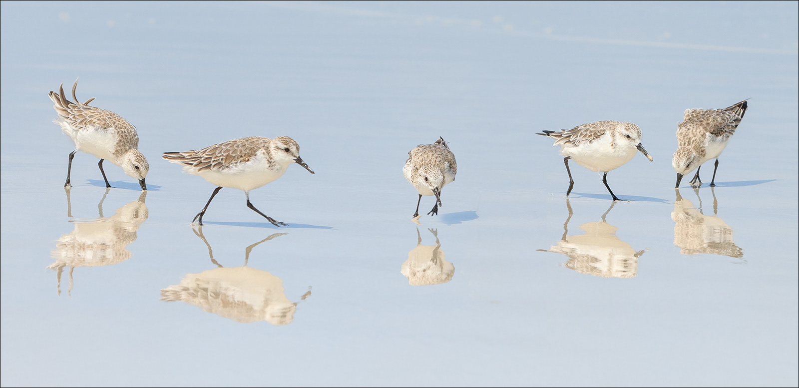 4. Nature - Sanderlings by Sara Reay