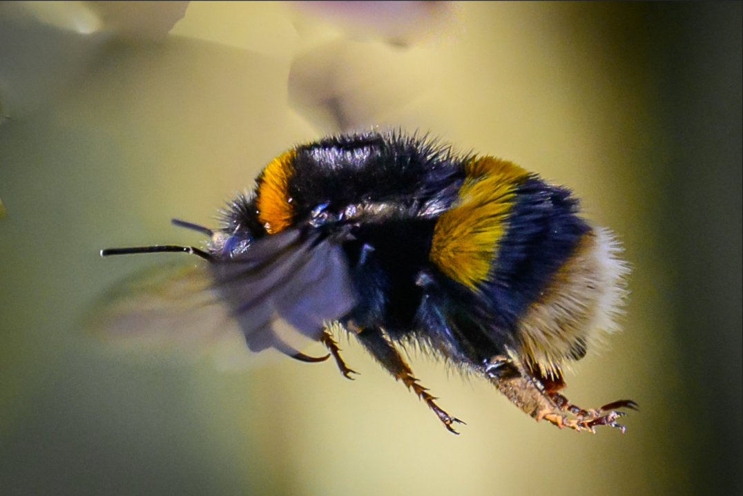 (10) The Flight of the Bumblebee by Ian Cooper, Judge: Andy Kumaria