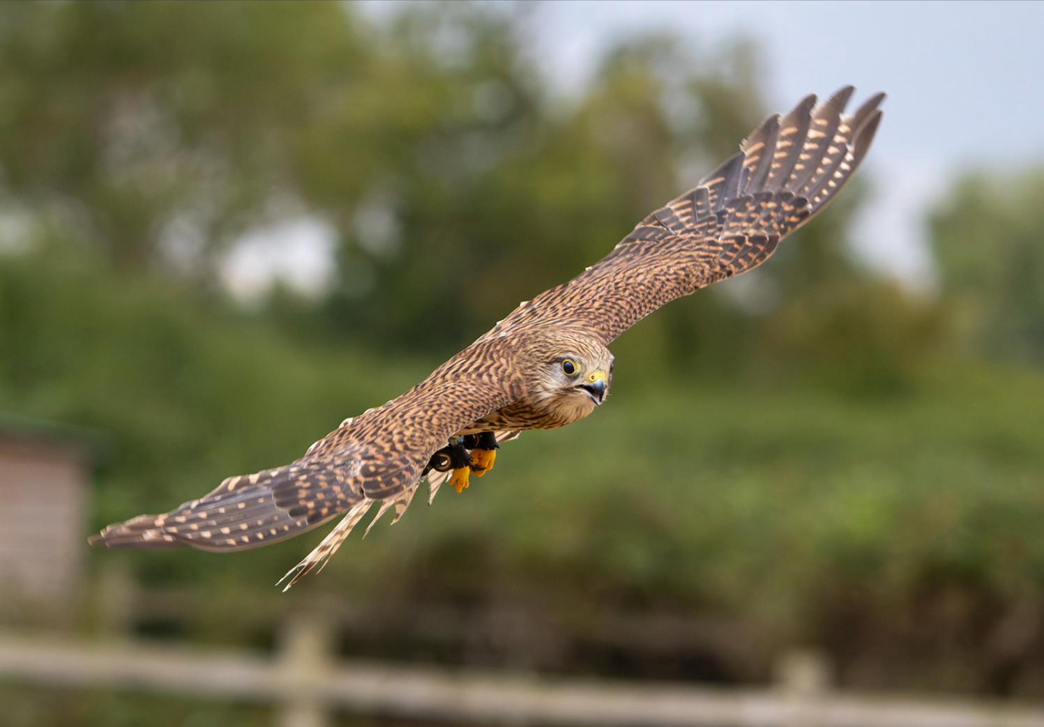 (31) Common Kestrel by Pat Quickenden, Judge: Susan Fairbrass