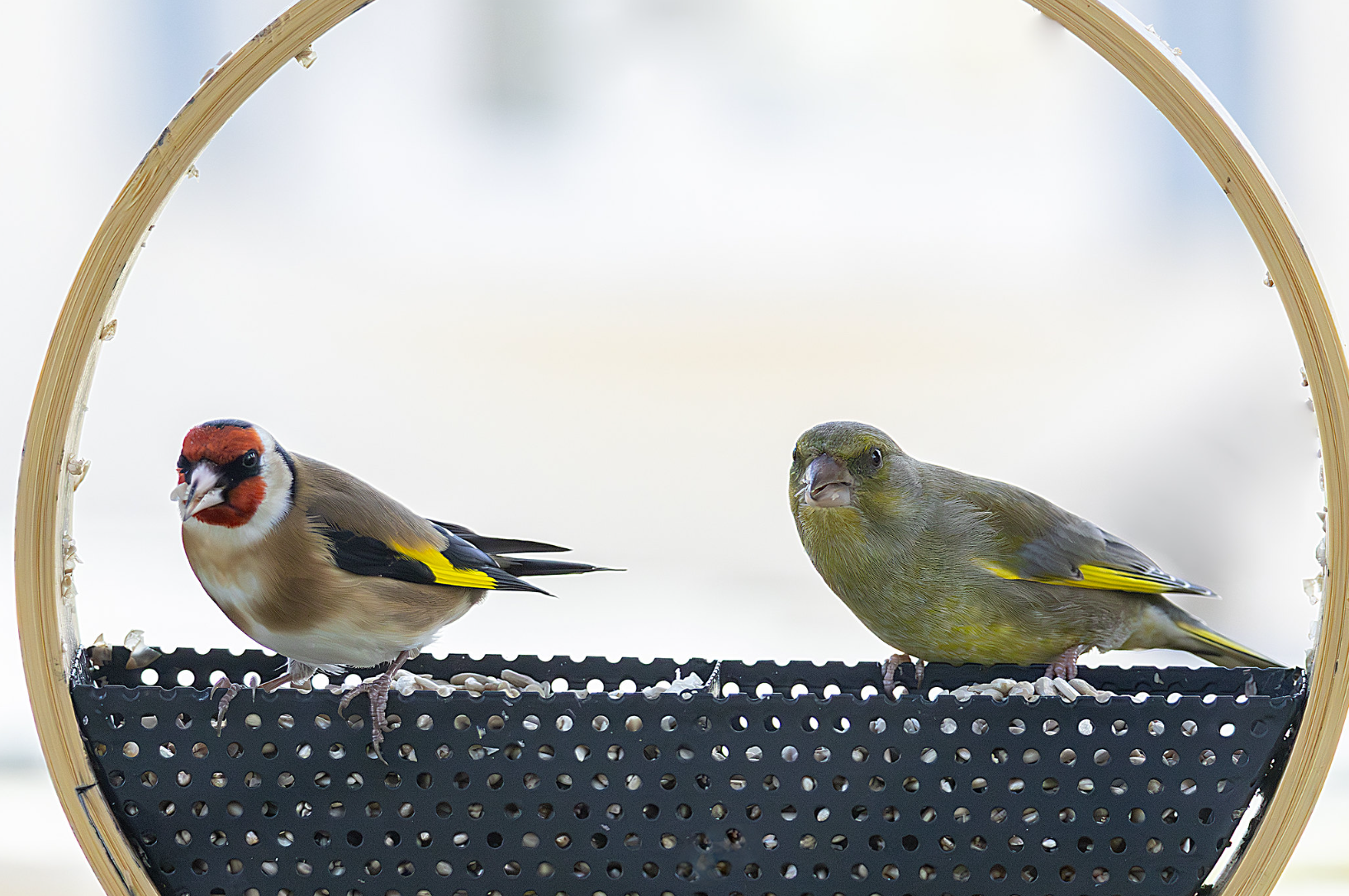 (07) Happy to Share by Moira McAneny, Judge: Martin Harris