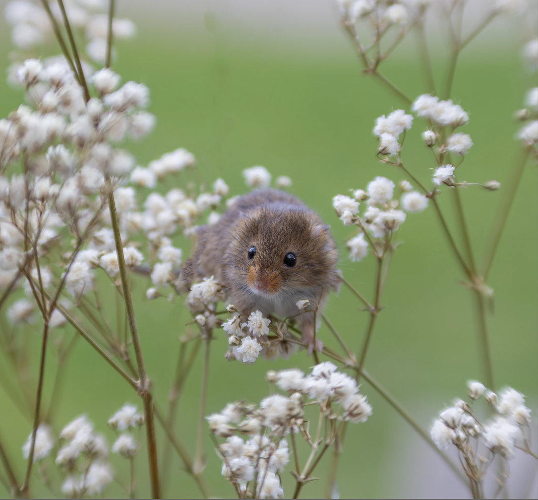 (16) Harvest Mouse by Moira McAneny, Judge: Steve Newman