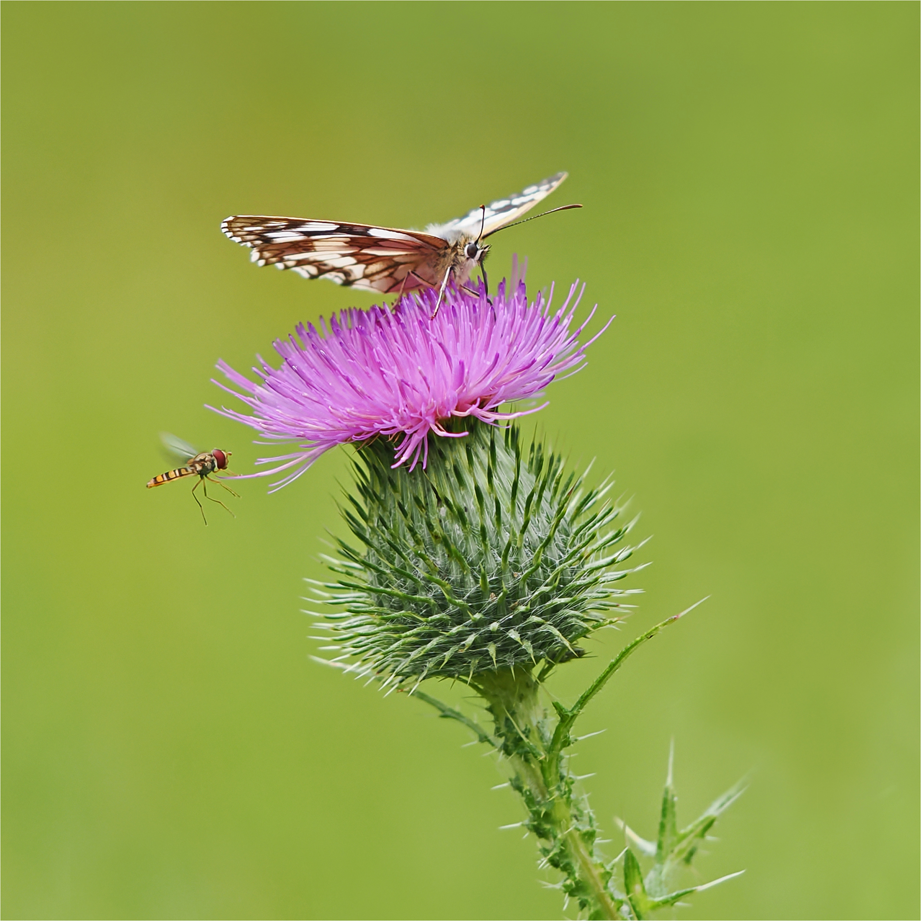 Incoming Hoverfly by Ann Jarvis