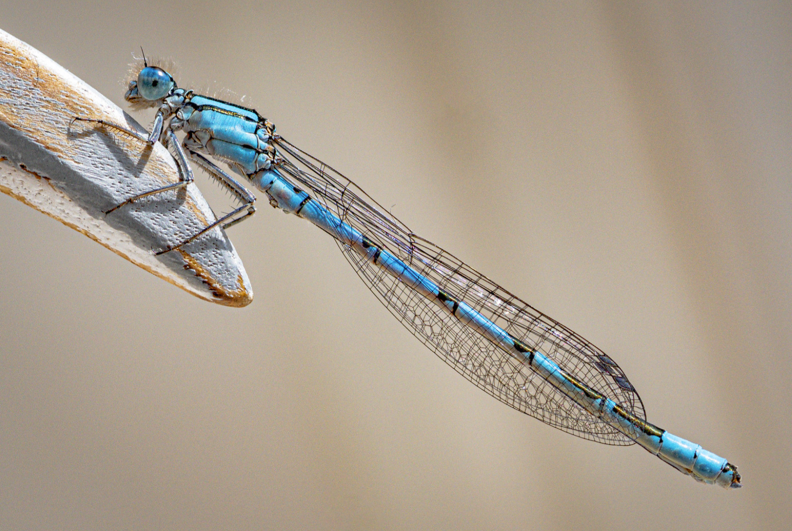 (22) Damselfly by Martin Harris, Judge Ian Whiting LRPS