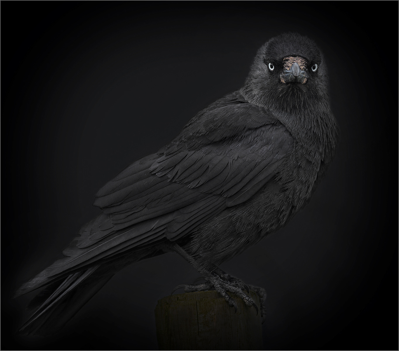 Jackdaw by Sara Reay