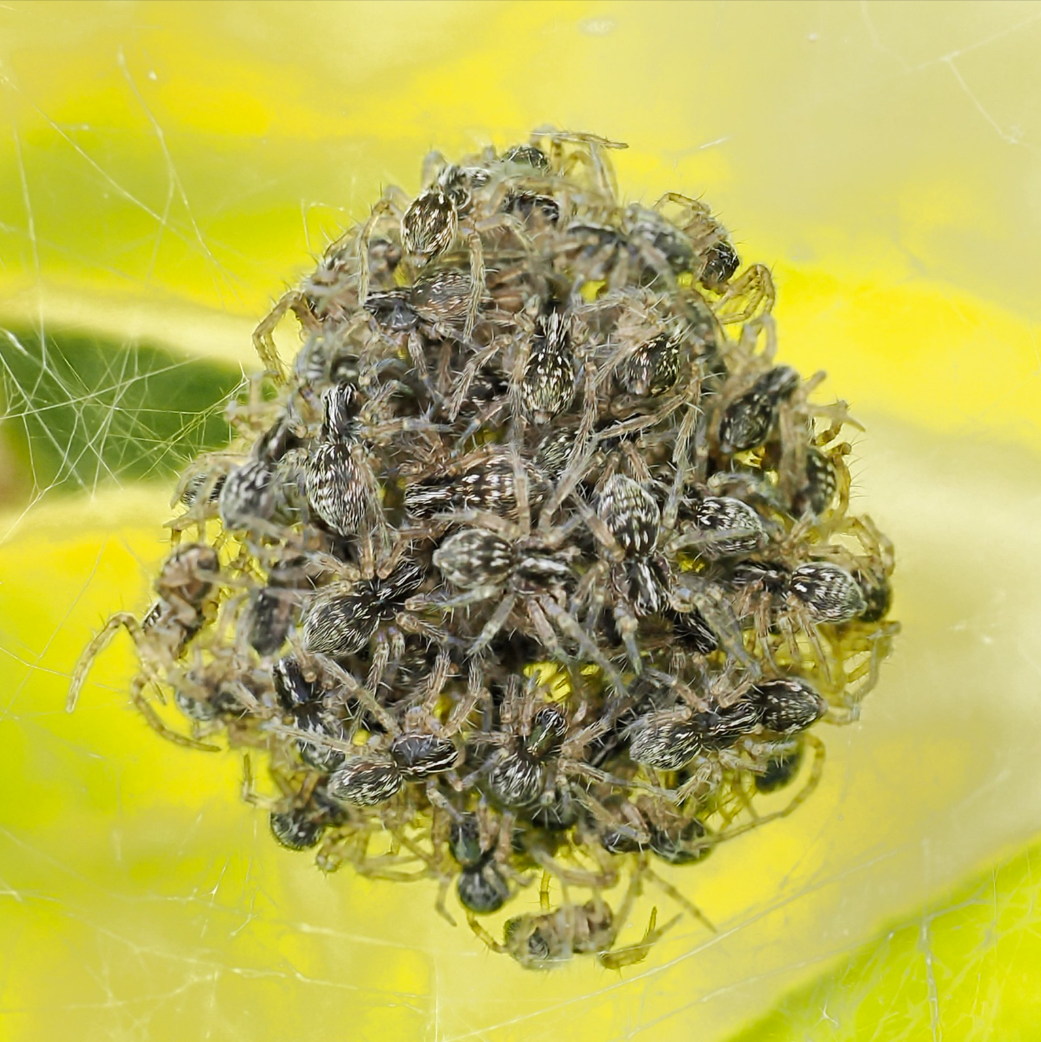 (25) Spiderlings by Ann Jarvis , Judge Jim Boud LRPS