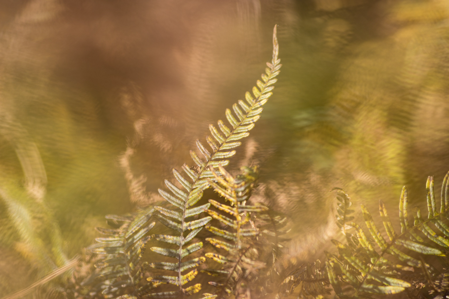 (42) Autumn Gold by Martin Harris, Judge: Jim Boud LRPS