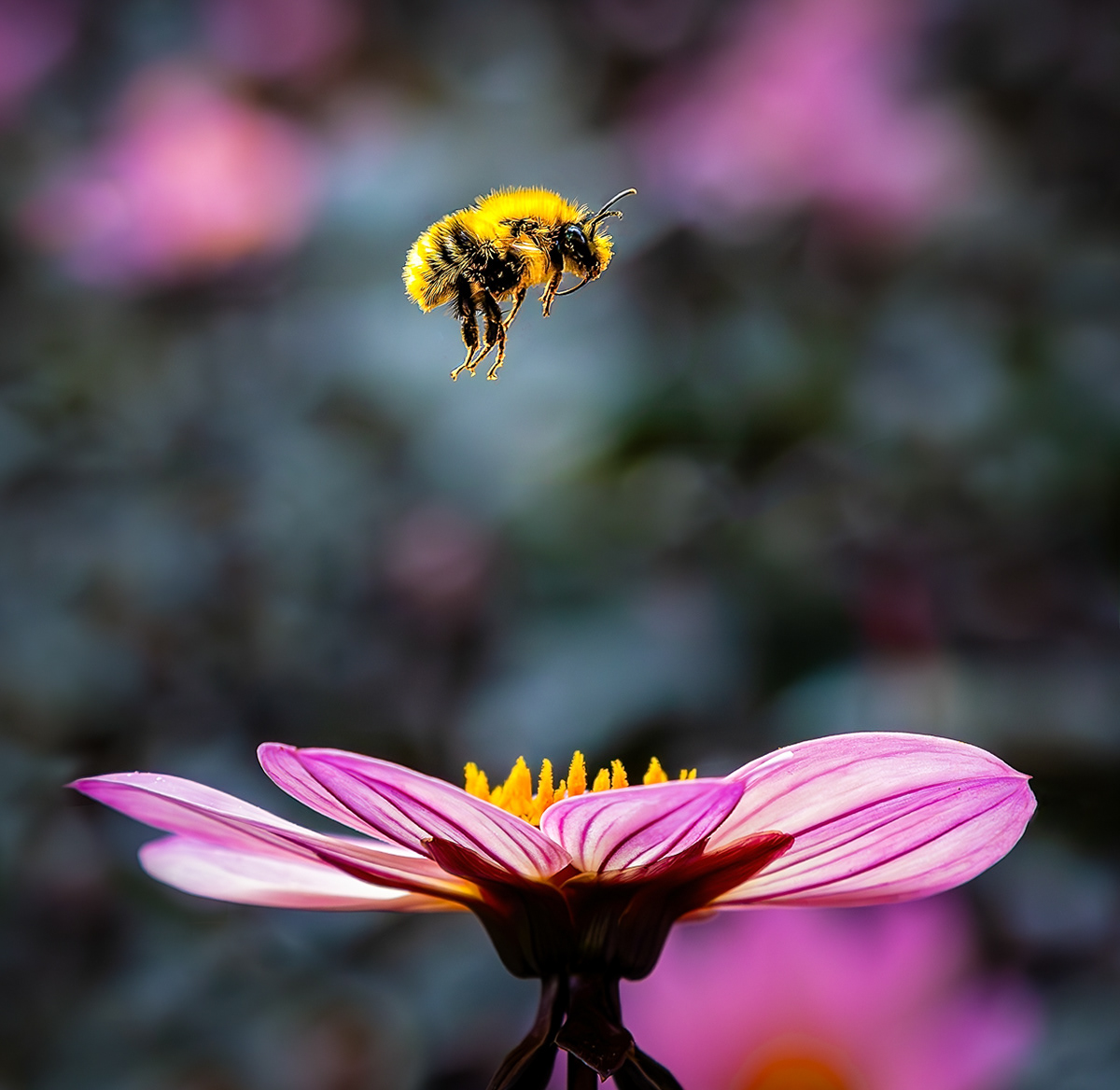 Landing by Ian Whiting LRPS (16)