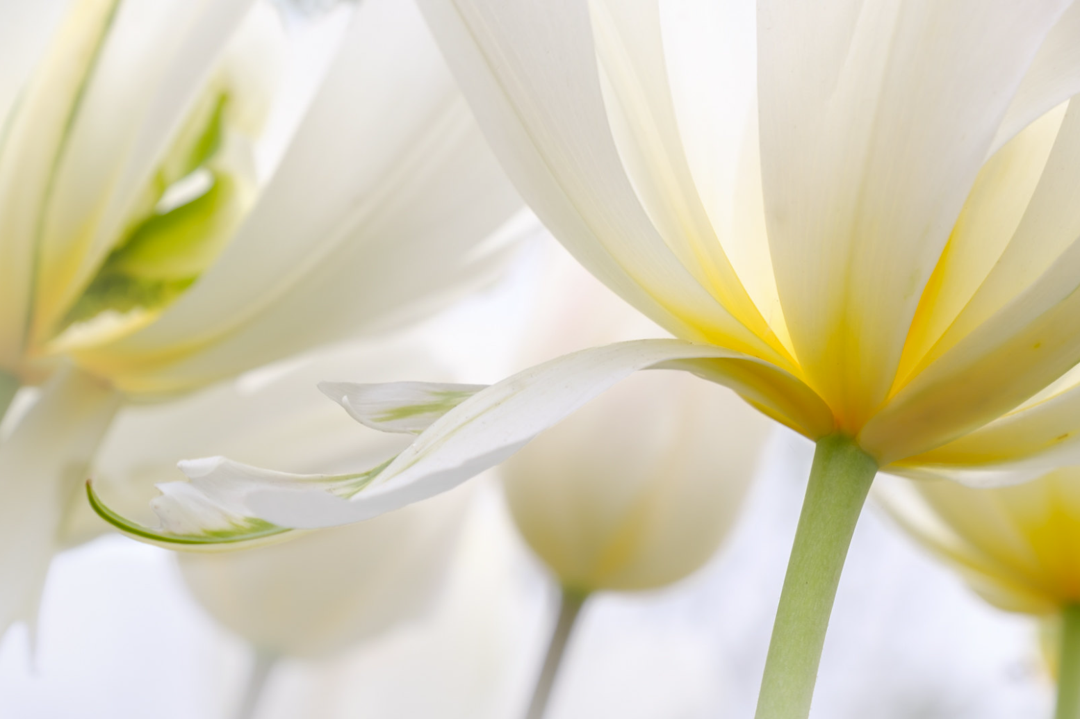 (15) Tulip Beauty by Helen Hall, Judge Ravinder Kundra