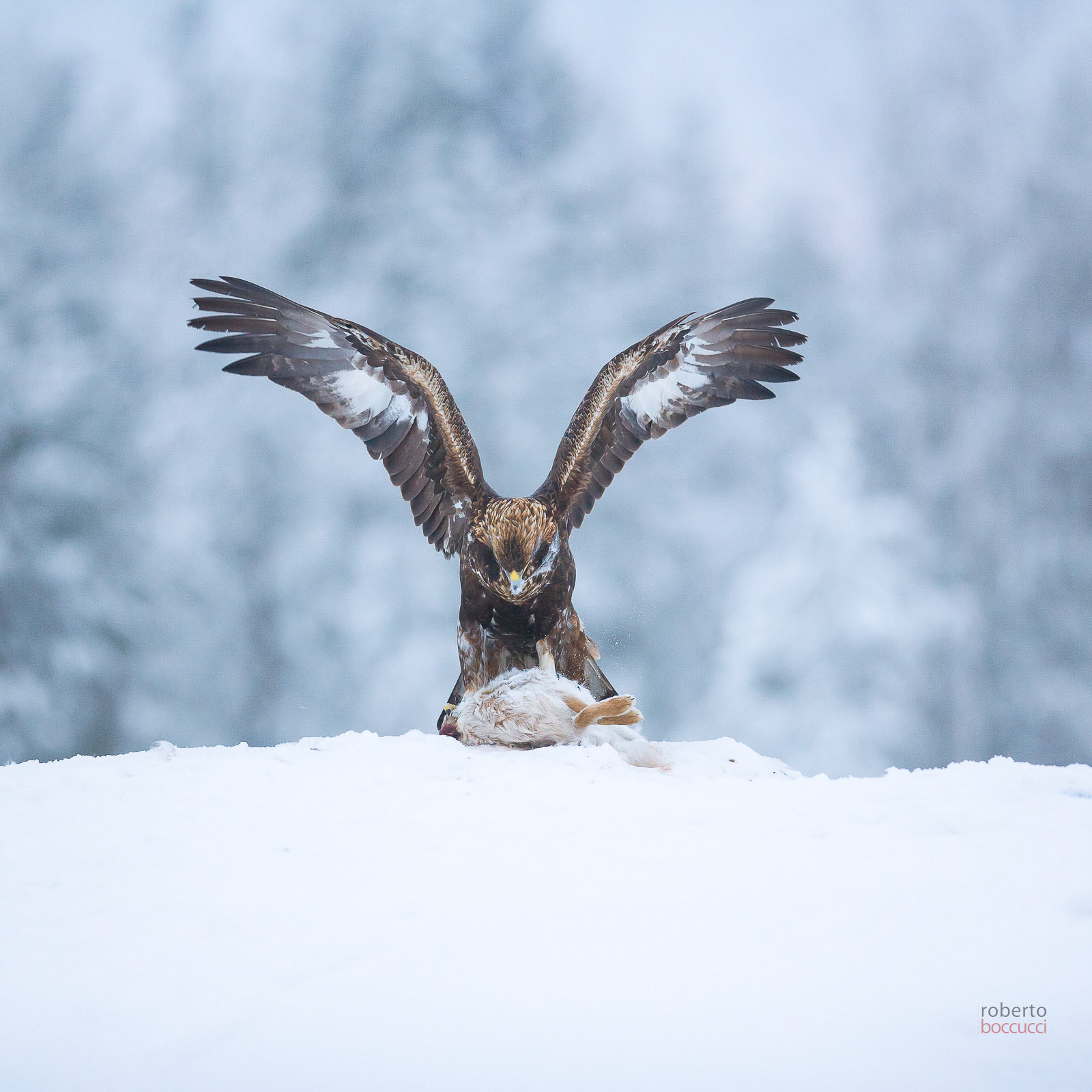 Golden Eagle (Finland)