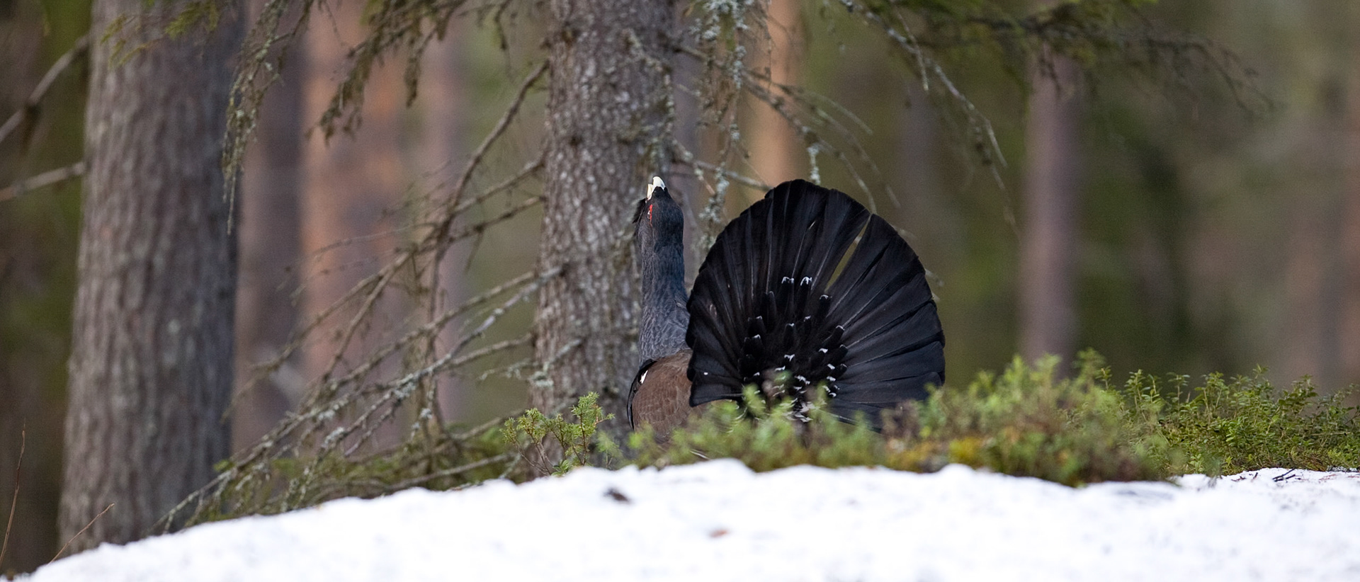 Capercaillie (Sweden)