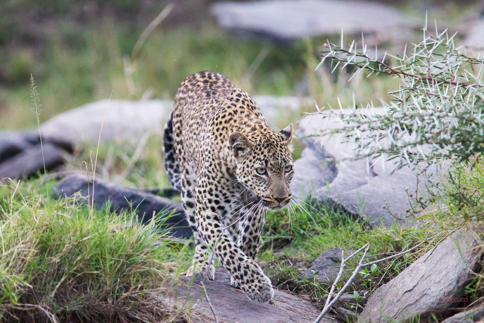 Leopardo (Masai Mara)